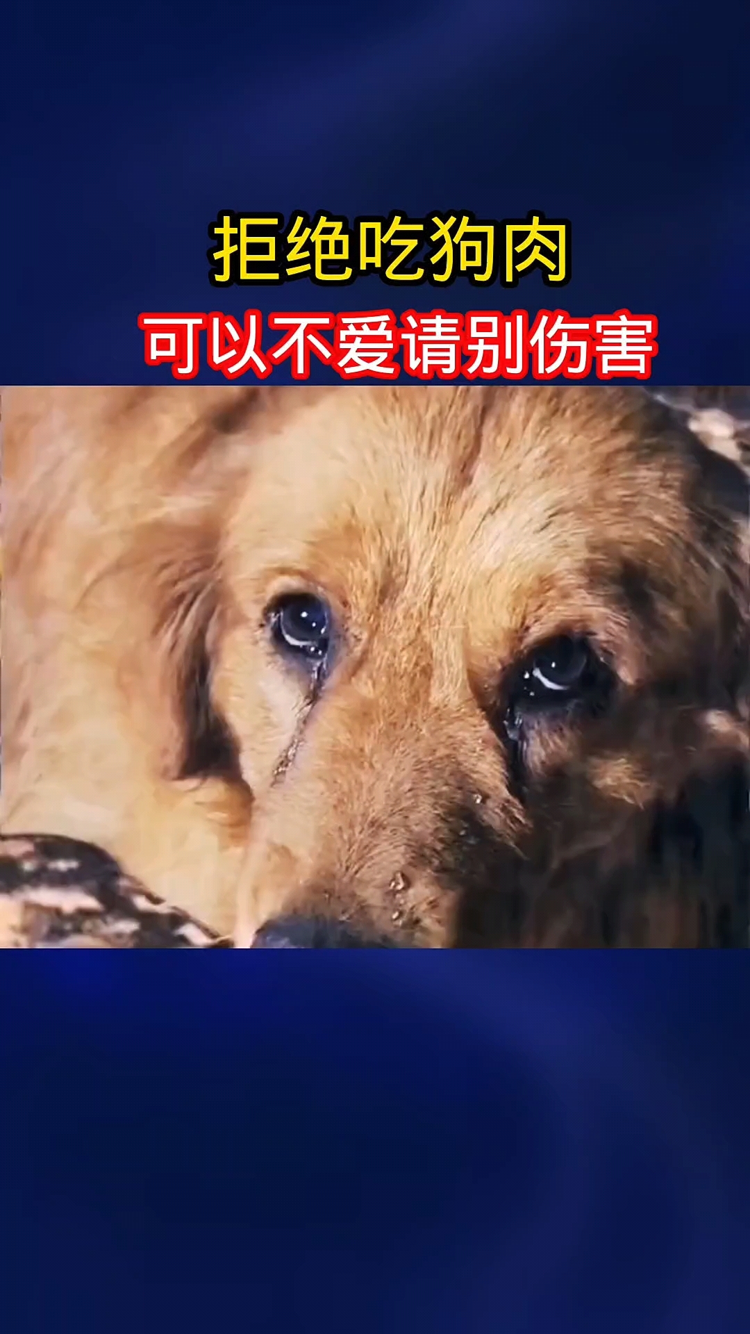 拒绝吃狗肉,可以不爱请别伤害