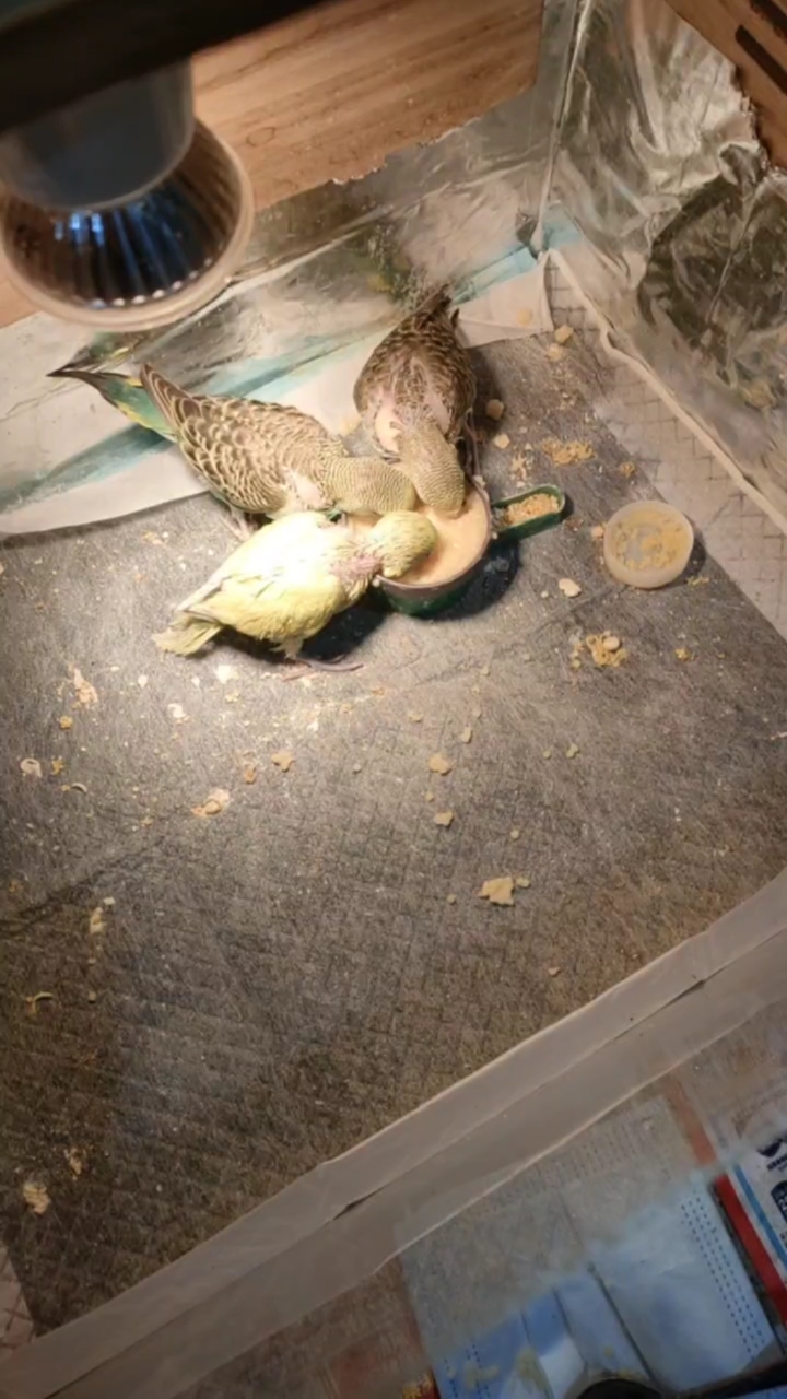 手养虎皮鹦鹉幼鸟23天,终于可以自己吃食啦!