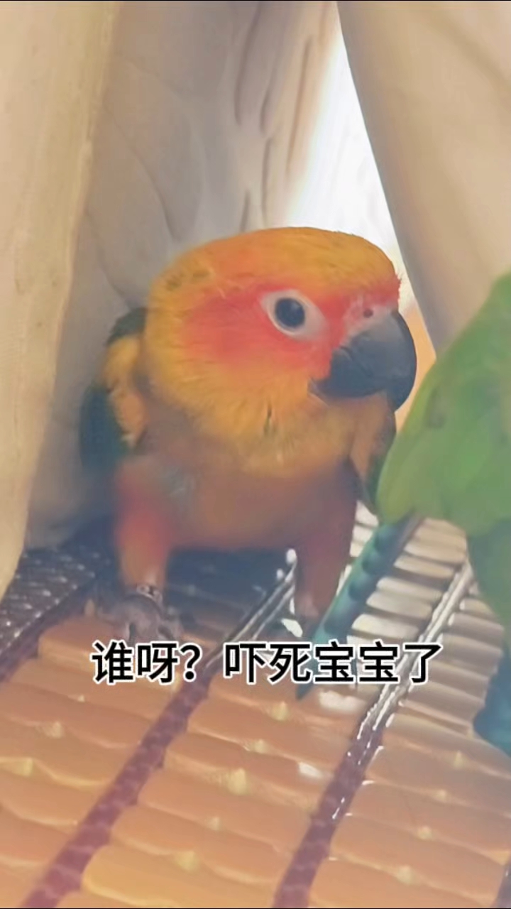 见过这睡姿吗?我家三个月的小鸡