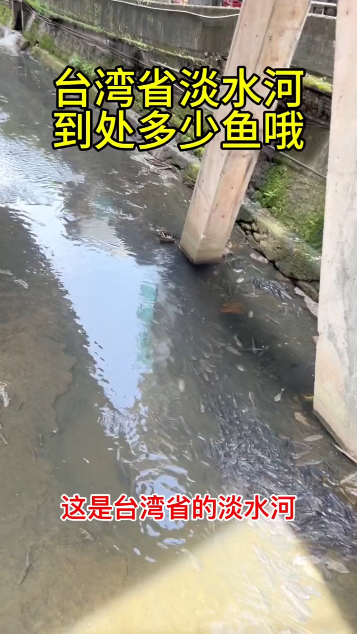台湾省淡水鱼到处都是