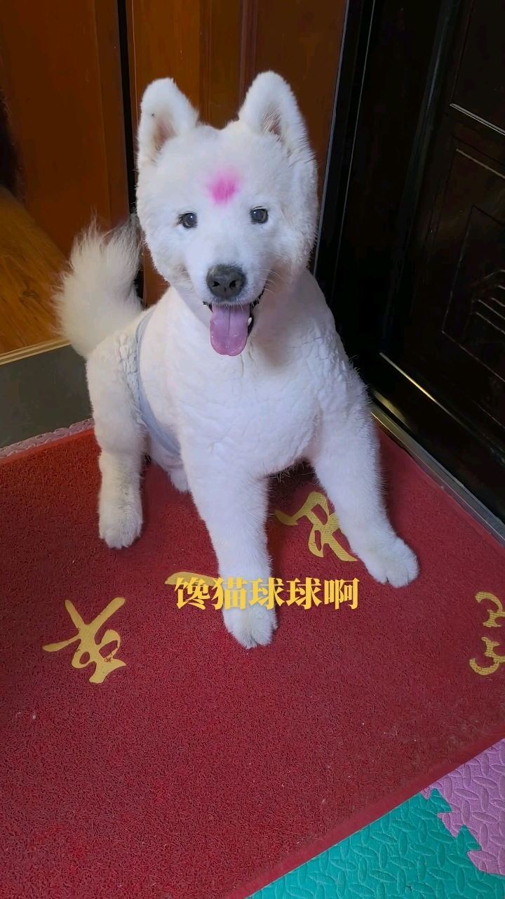 就爱看球球这大嘴巴吃东西太解压了!