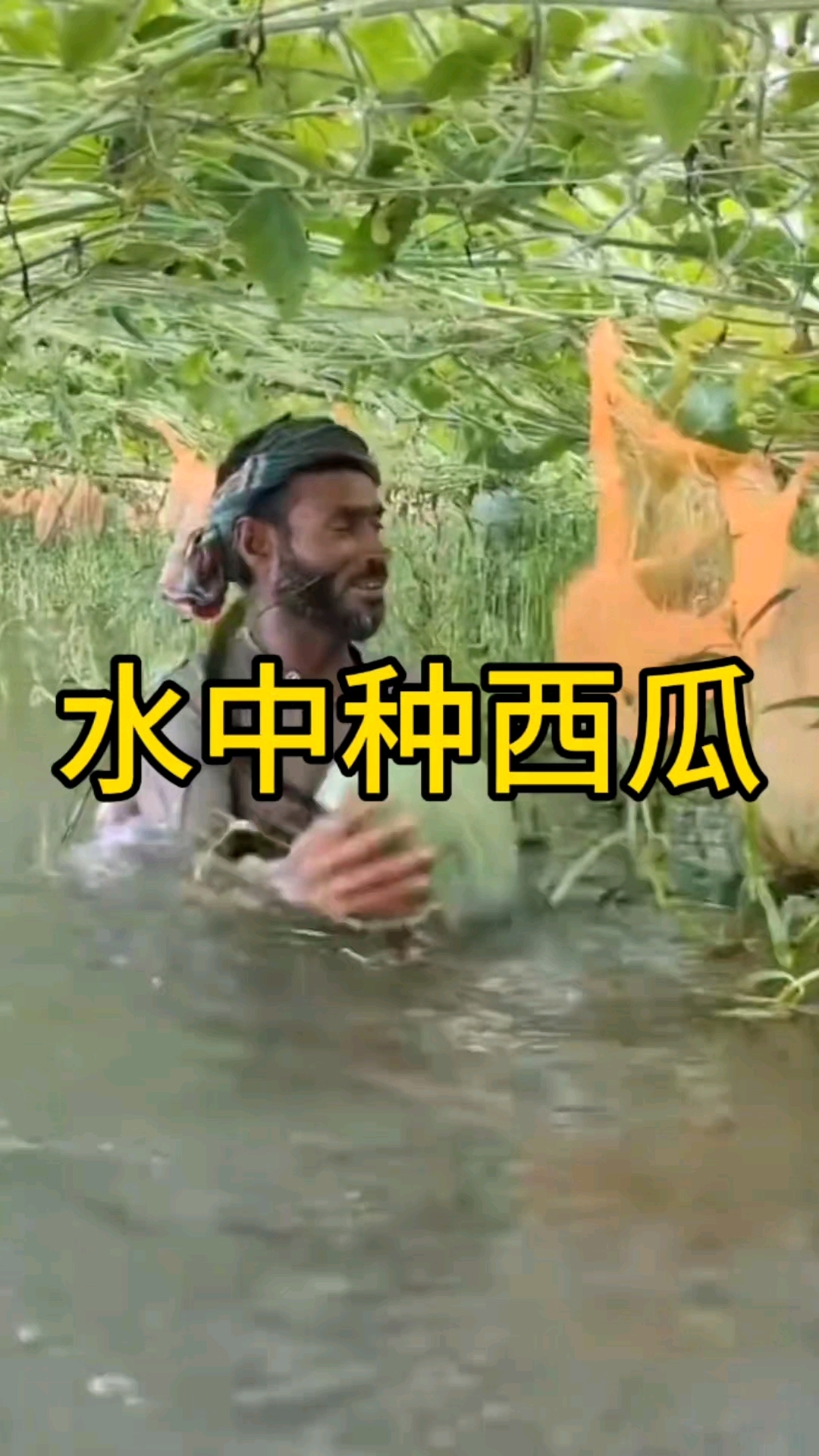水里种的西瓜和包菜,真的能吃吗?