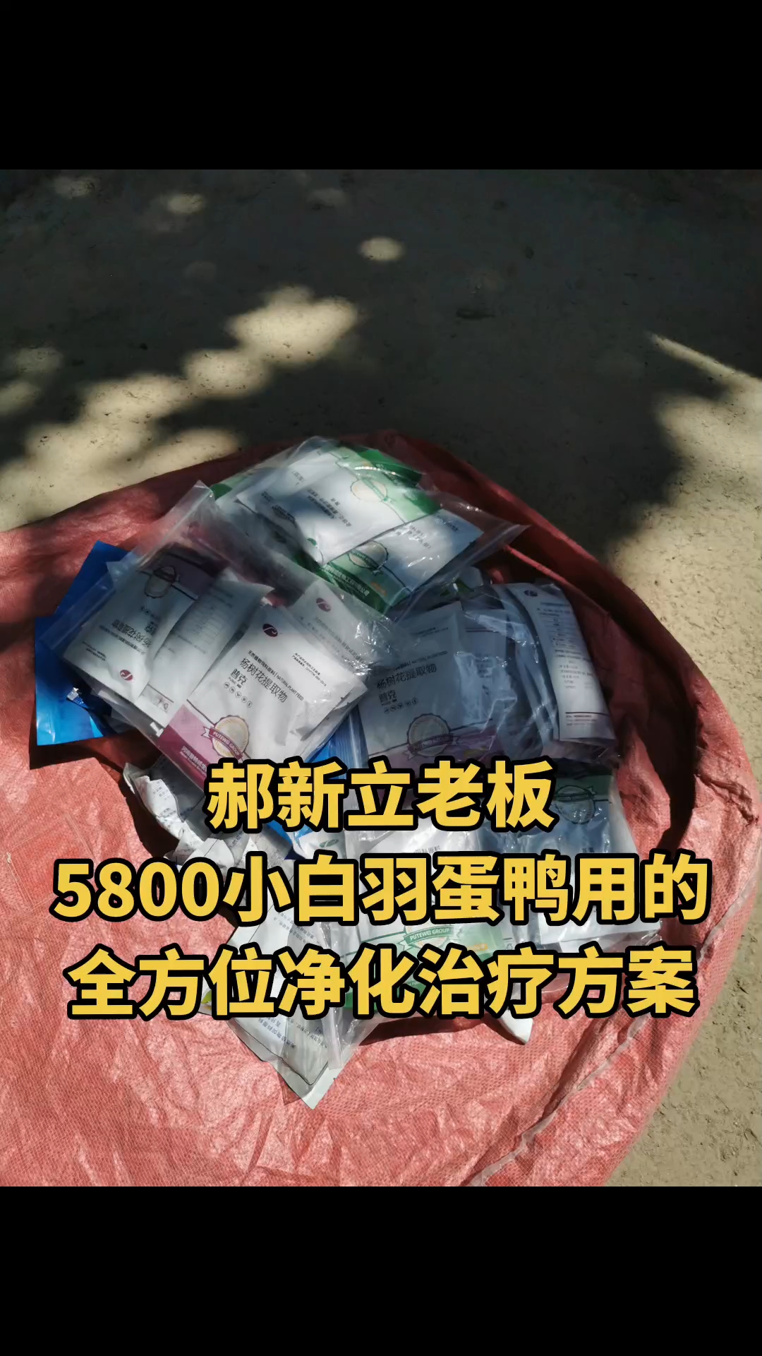 郝新立老板,5800只小白羽蛋鸭,用的全方位净化治疗方案。
