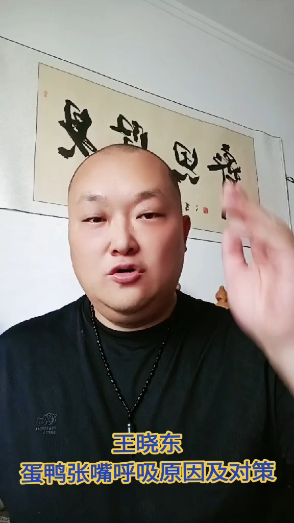 蛋鸭张嘴呼吸原因