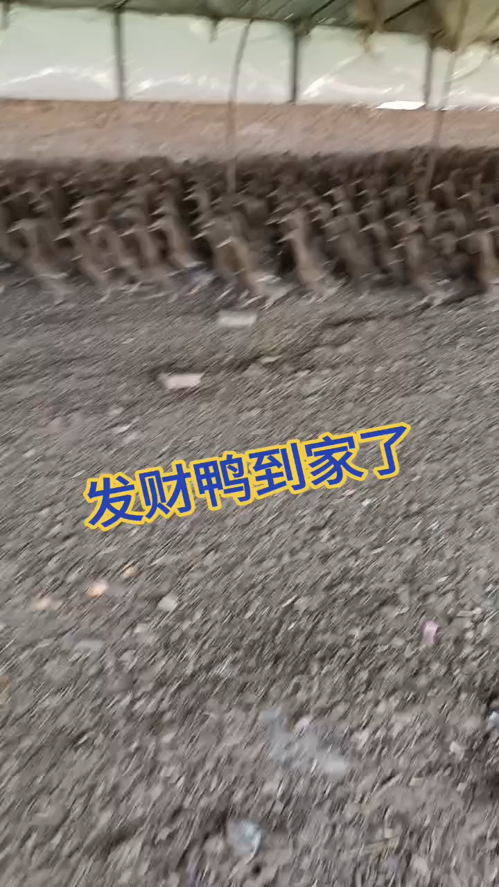 发财鸭到家