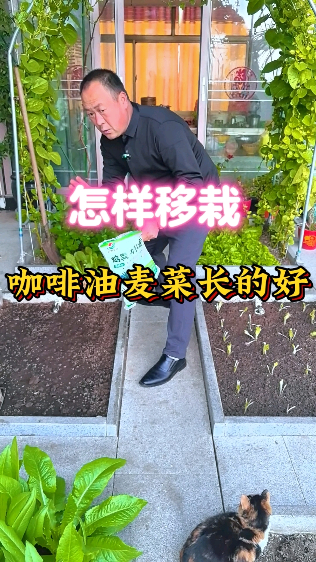 育的咖啡油麦菜,移栽了长大棵,移植之前先施包底肥壮苗,