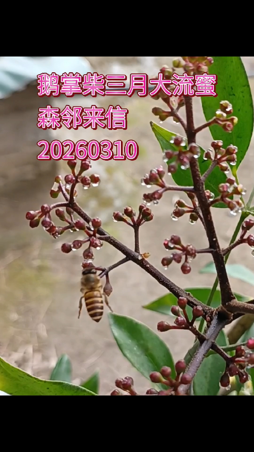 鸭脚木三月份大流蜜