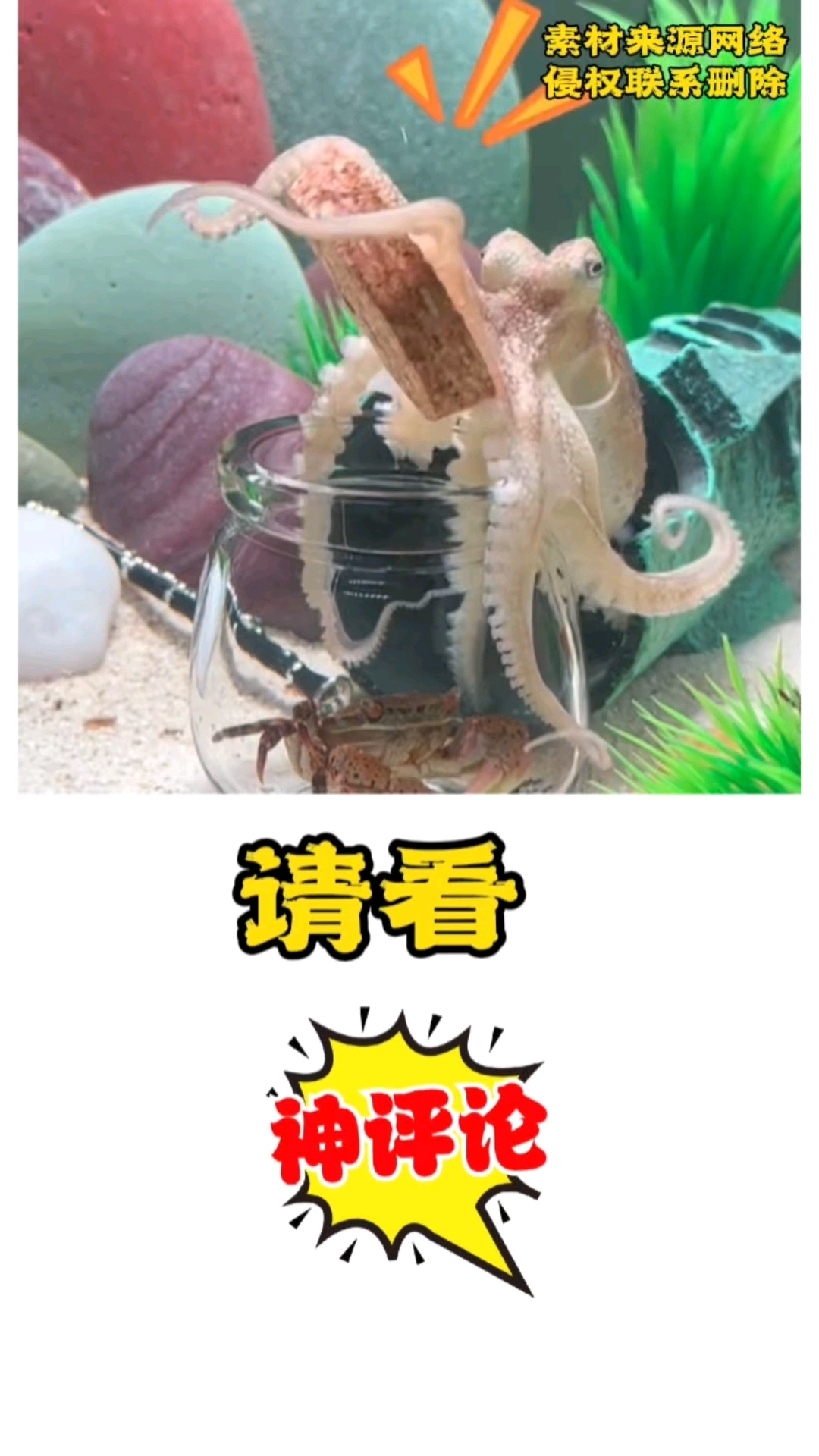 让你见识一下章鱼的智商