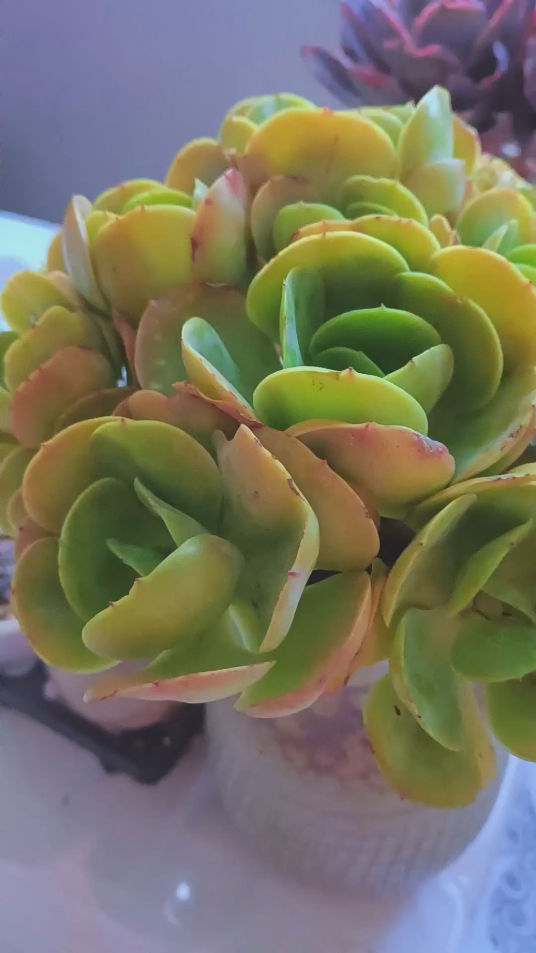 新买来的大手捧鸡蛋碧桃太喜欢了,分享一下