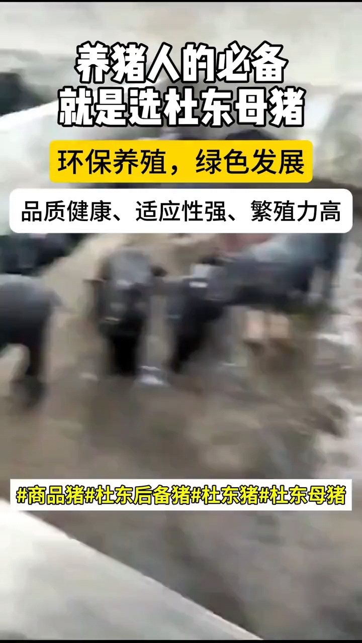 杜东新一代瘦肉型黑母猪