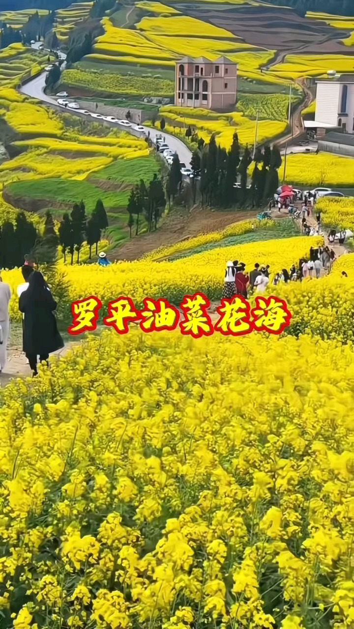 再美的文案，都不及三月份的春暖花开，你准备好看油菜花了吗 #油菜花的季节#打卡云南曲靖罗平