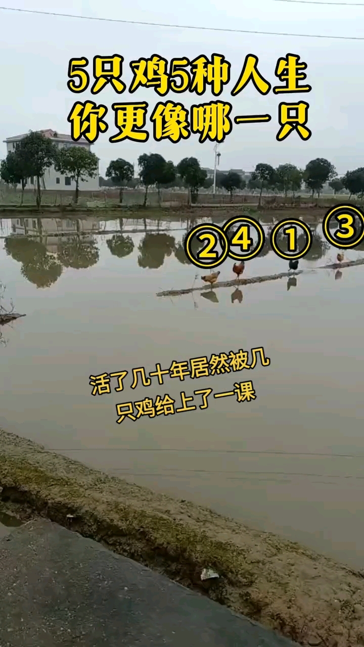 五只小鸡过河,选择不同,反应各异。如果是大家你会怎么选择?