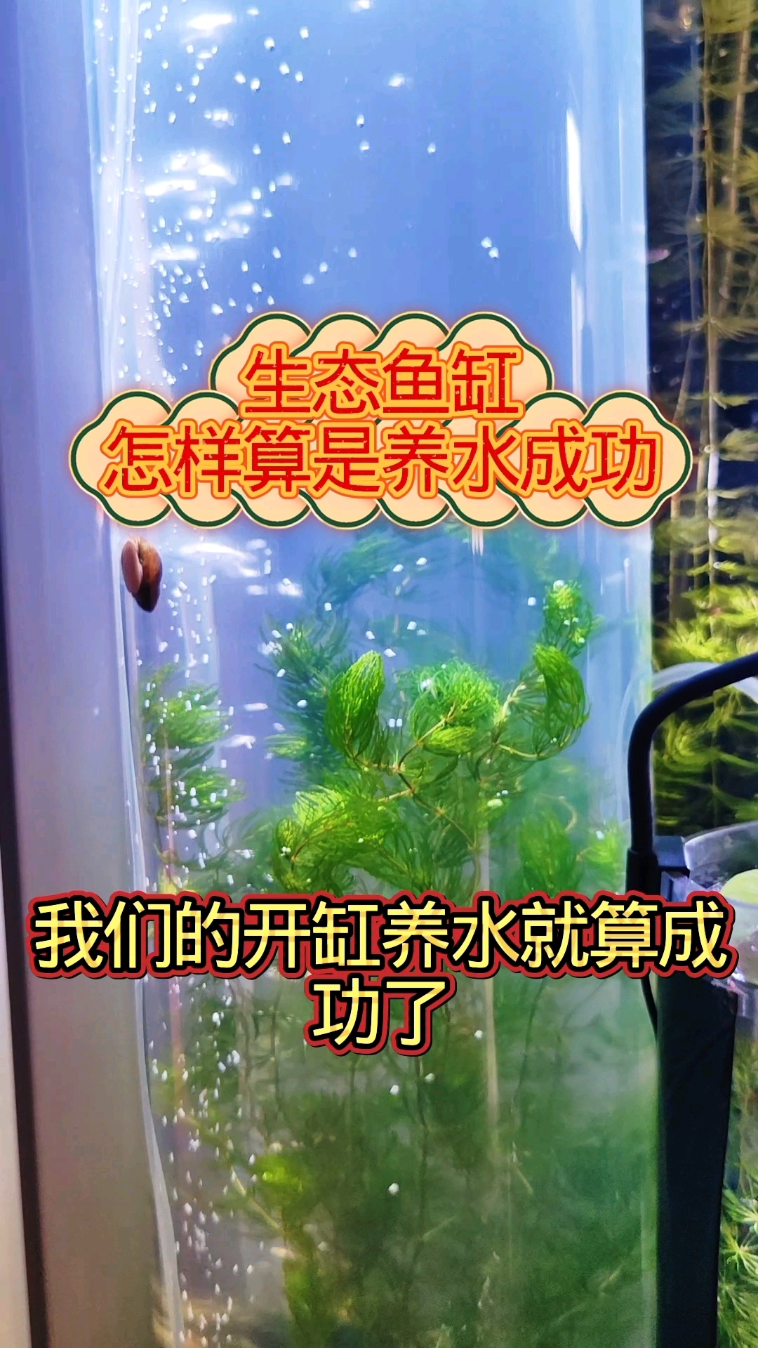 生态鱼缸怎样算是养水成功?这个标志非常重要