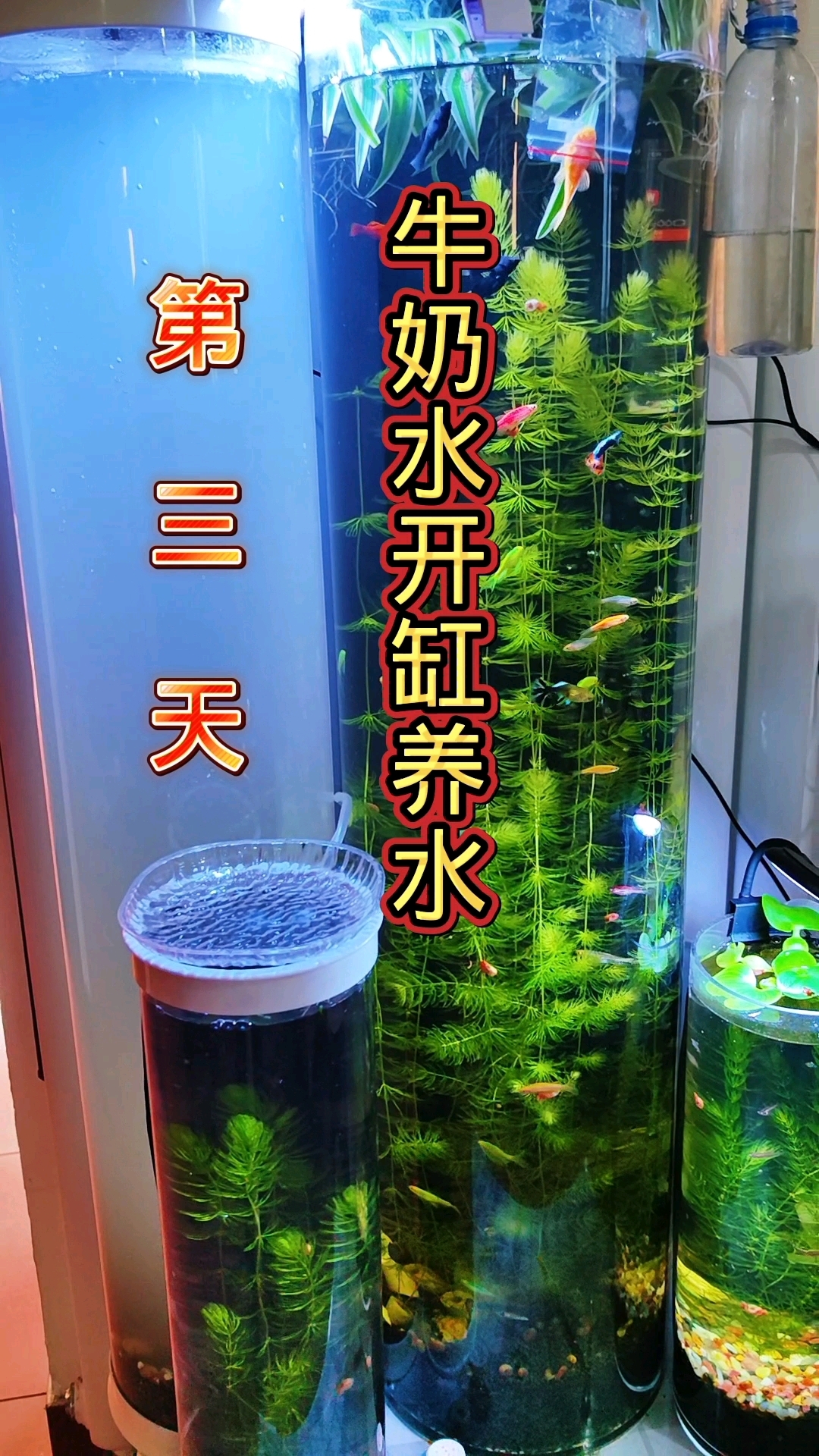 牛奶水开缸养水第三天,揭秘0.5%纯牛奶激活硝化细菌的秘密