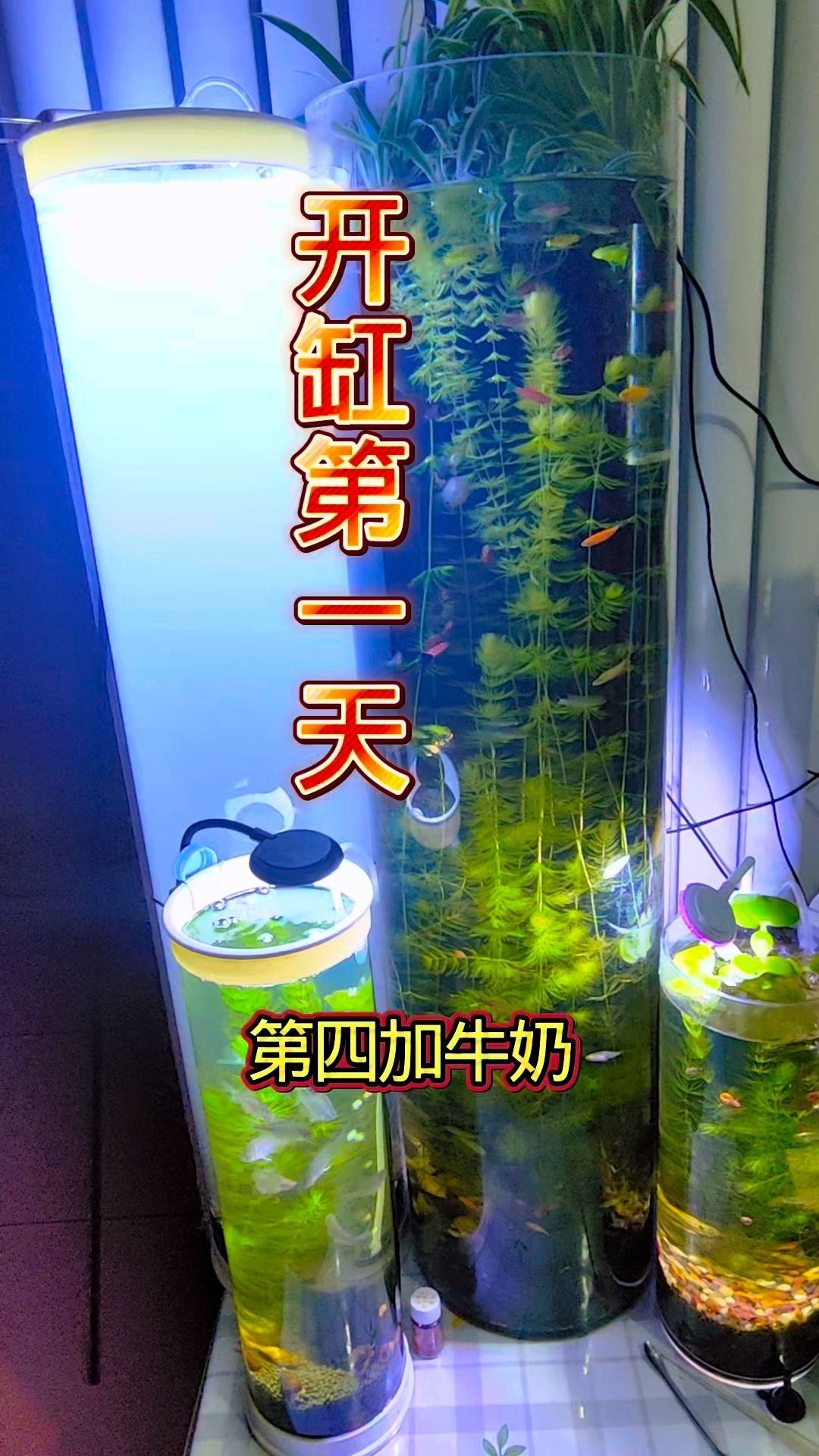 一米高圆柱形亚克力鱼缸开缸养水第一天,期待一缸牛奶水变清澈