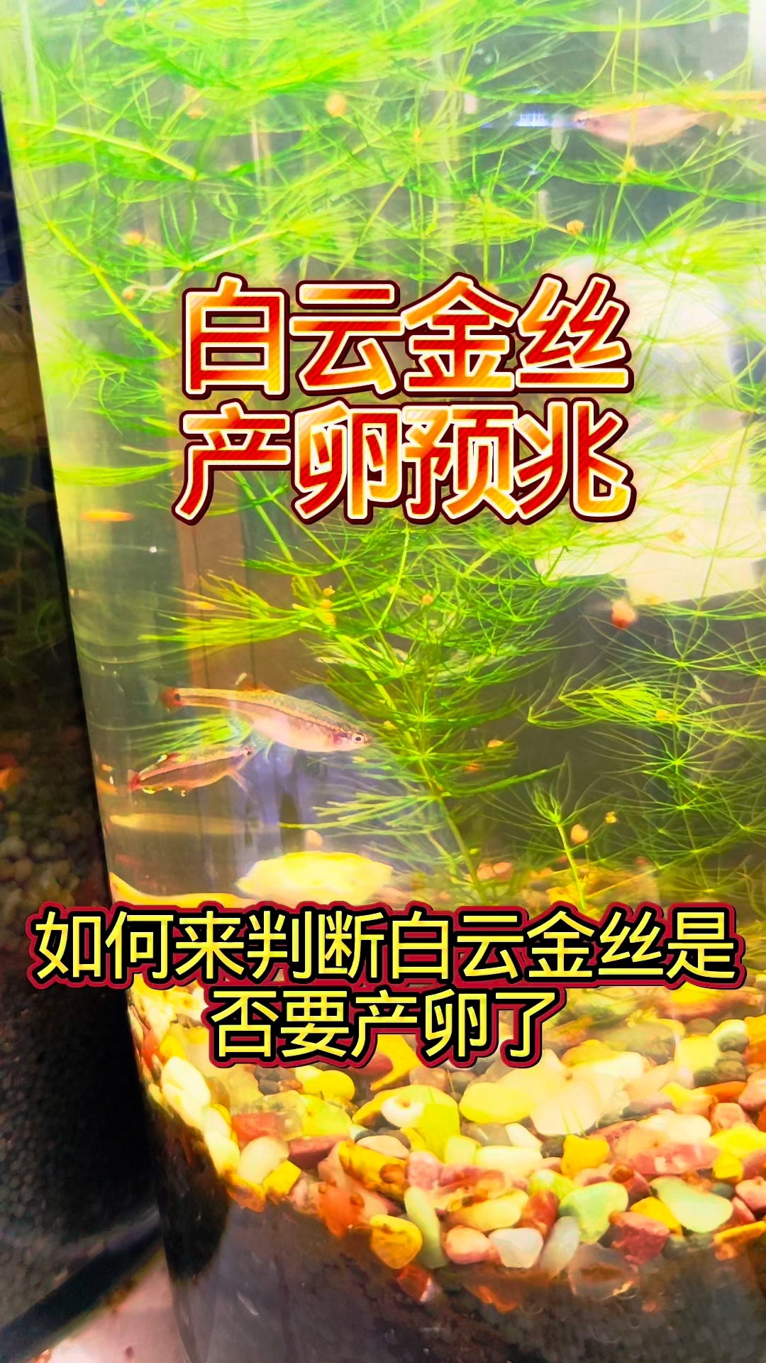 白云金丝产卵前的这些表现，你注意到了吗 #养鱼日记