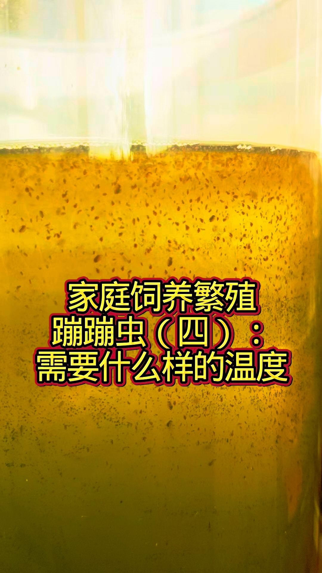家庭饲养繁殖蹦蹦虫(四):多少温度最合适