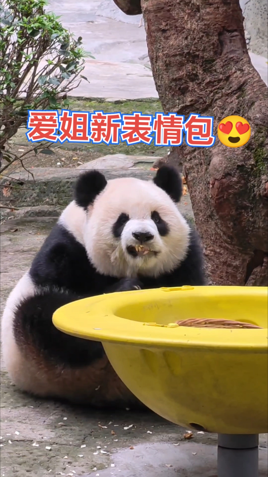 渝爱掰竹竿可以不呲牙吃窝窝头不呲牙不行，表情也非常到位