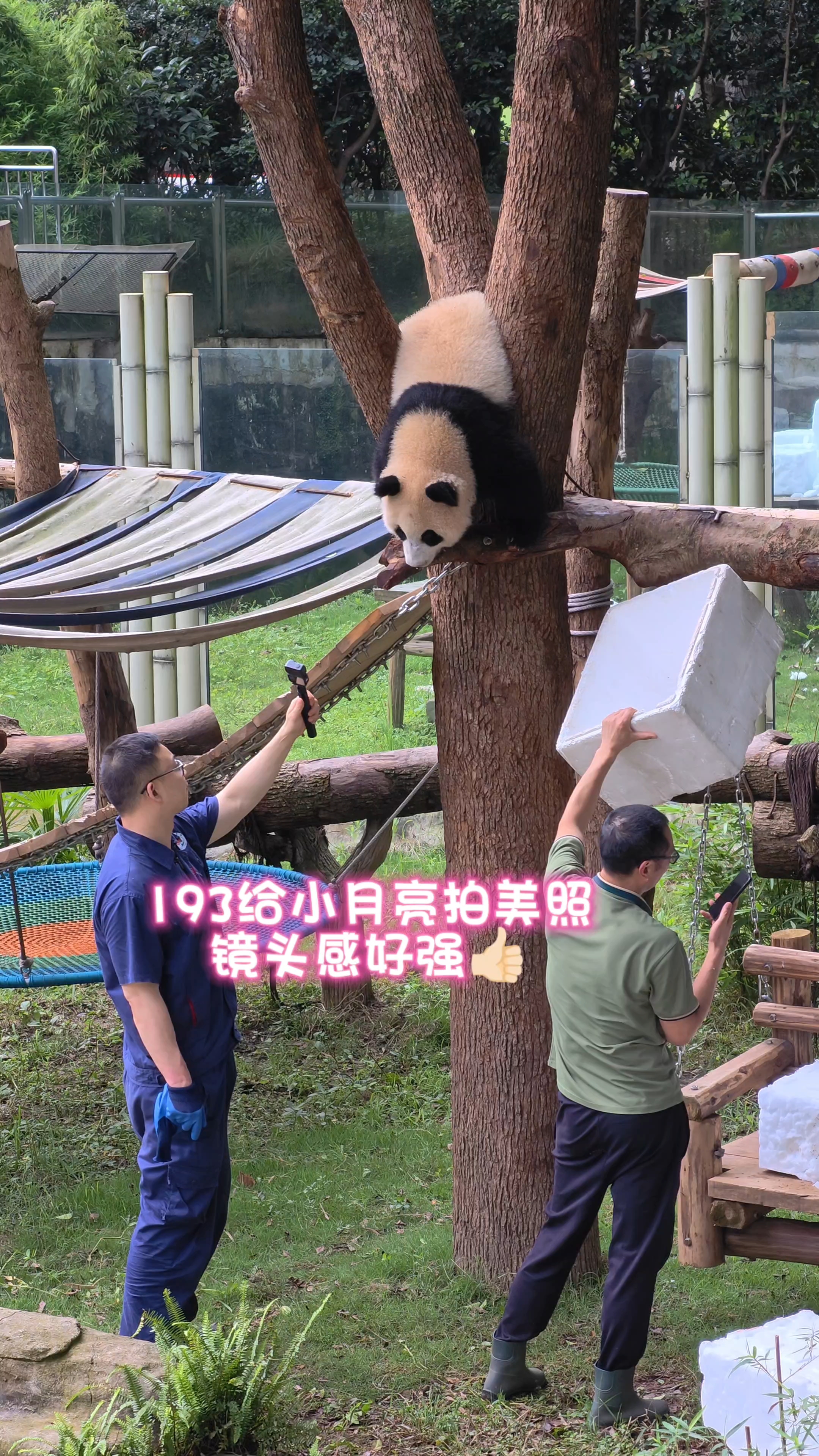193给小月亮拍大头照，大馆长打光小月亮乖乖配合#照见童年的世界# #大熊猫小月亮# #小