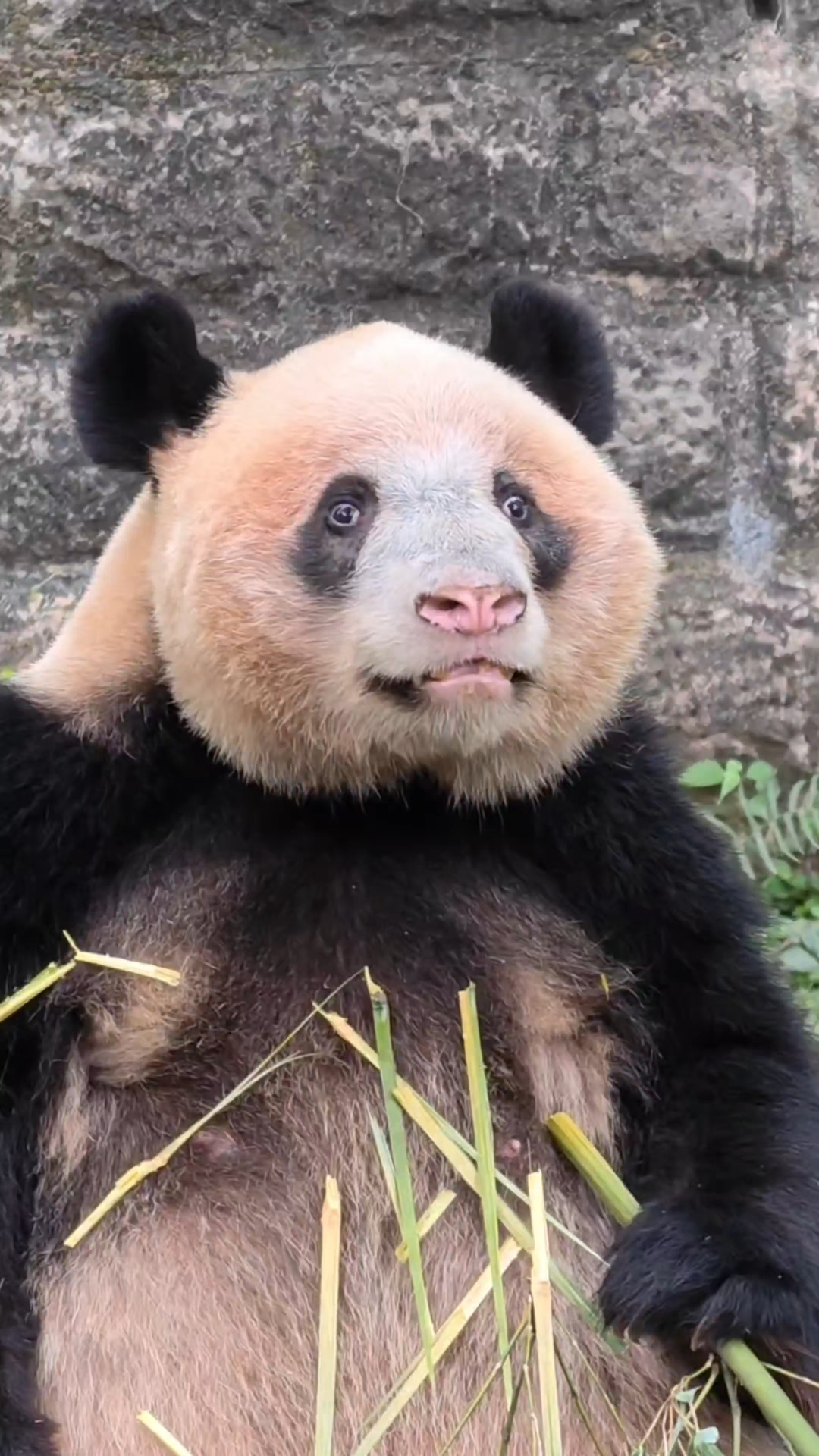 大熊猫丁丁回归第一天就出了表情包,太可爱了