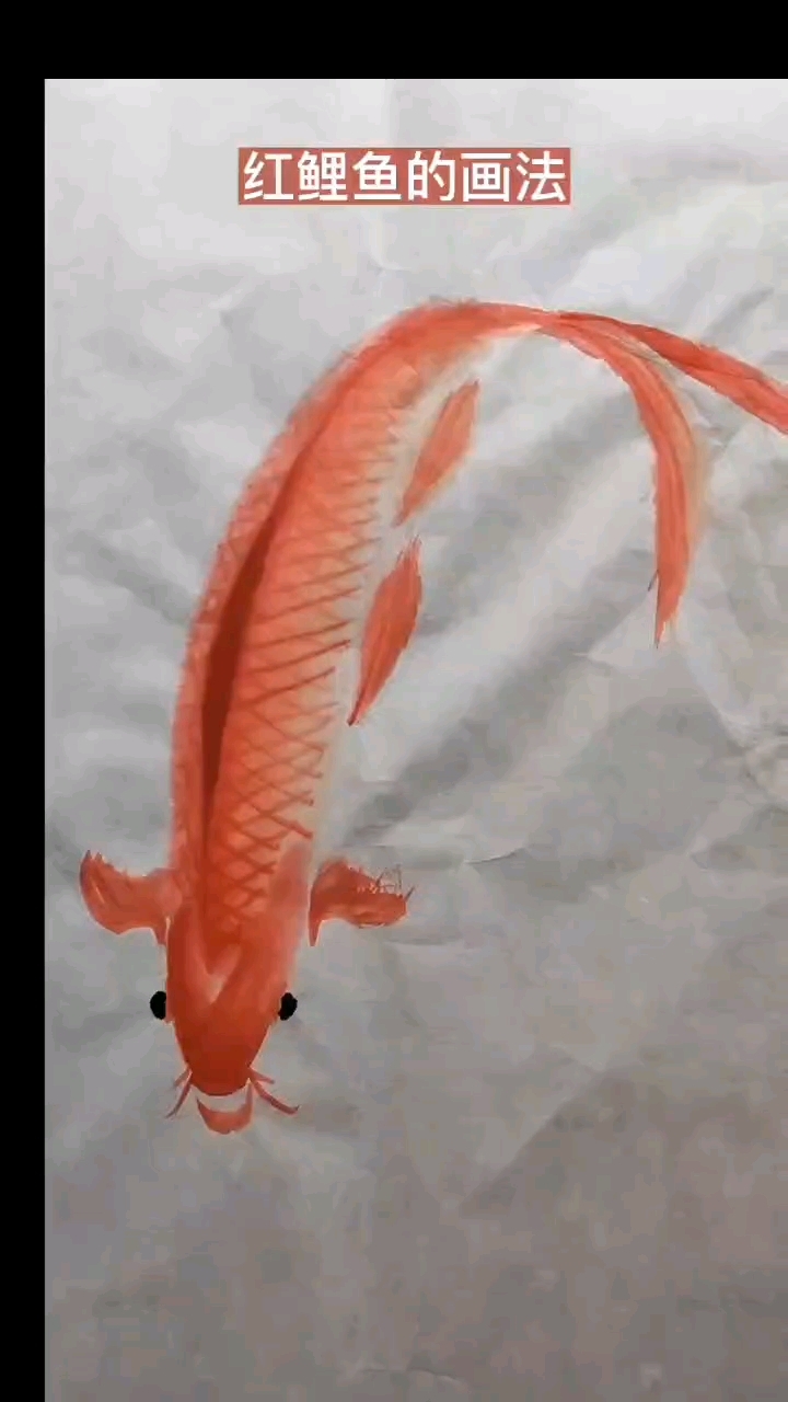 红鲤鱼像 水中的诗 流动的画,真美