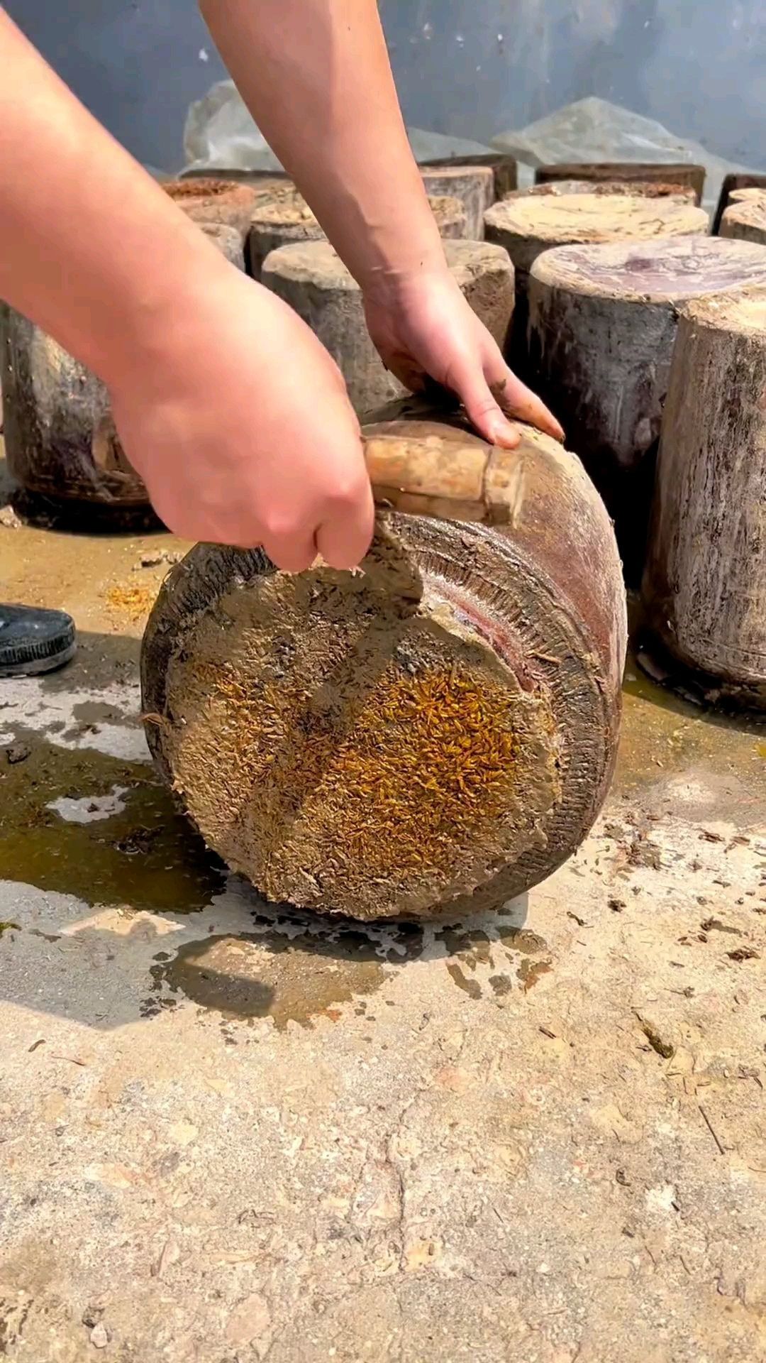 芥菜 芸薹属 烧菜、九头芥、飘儿菜、塌棵菜、雪里翁,农村美食