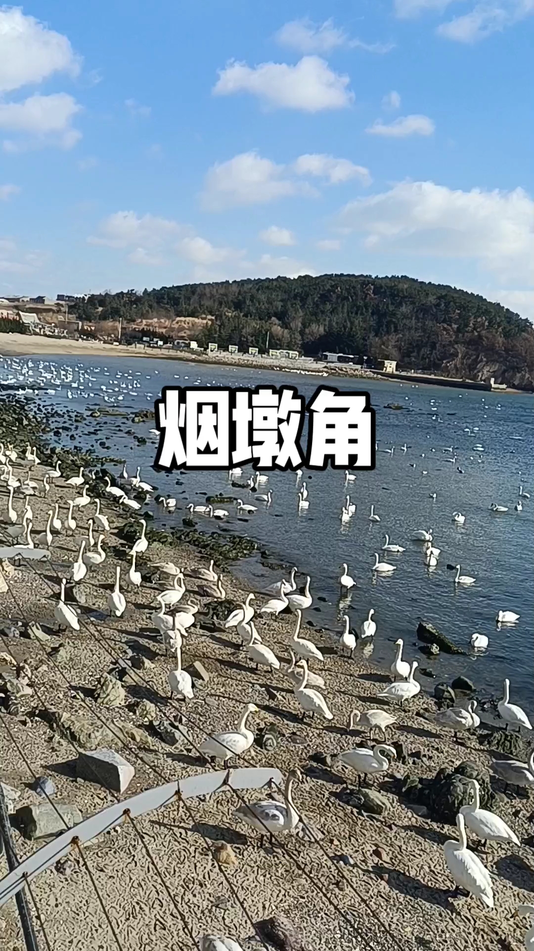 山东威海荣成市烟墩角天鹅过冬地,一个大天鹅喜欢的城市。