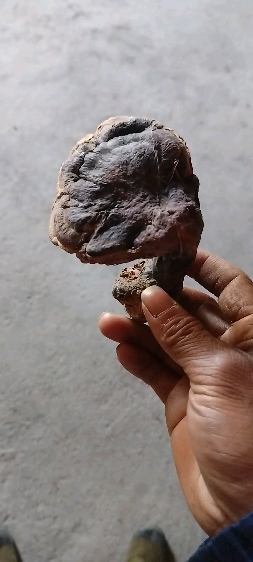 野生灵芝多少钱一斤
