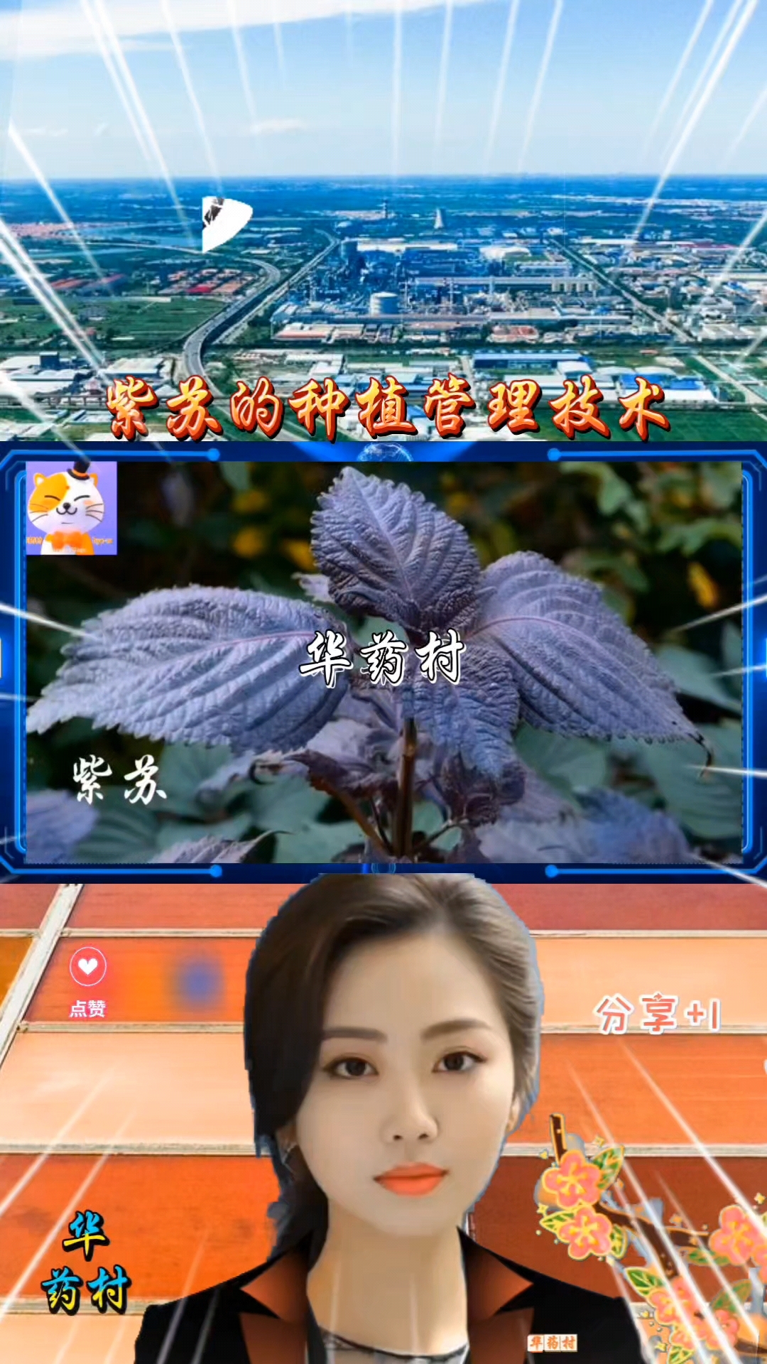 紫苏的种植管理技术