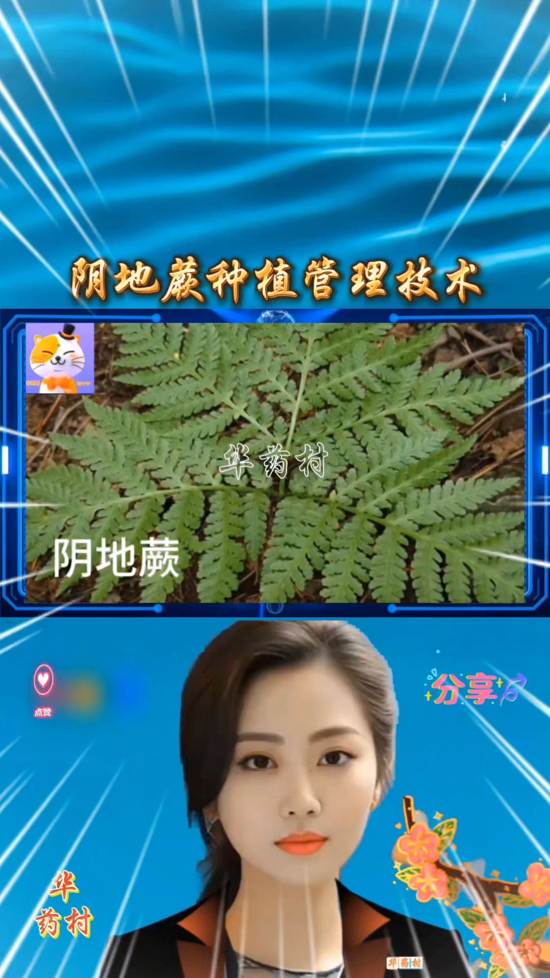 阴地蕨种植管理技术