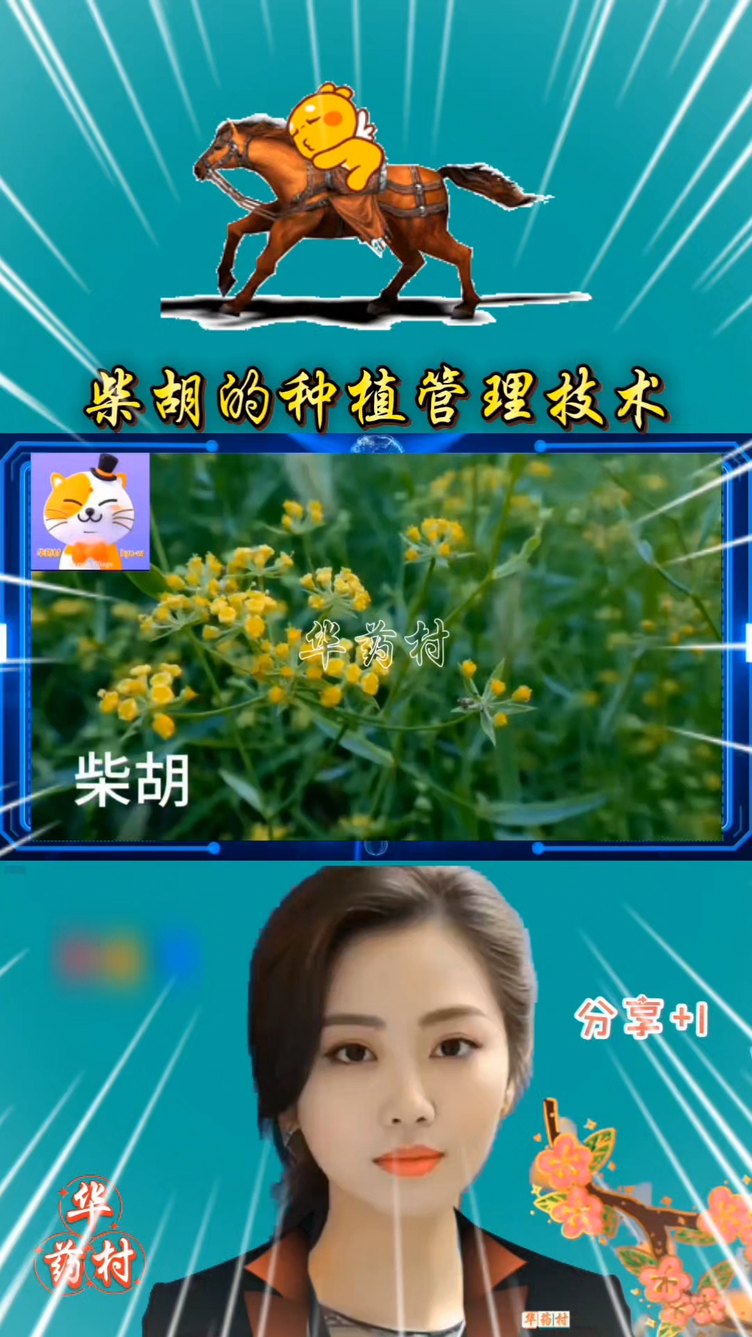柴胡的种植管理技术
