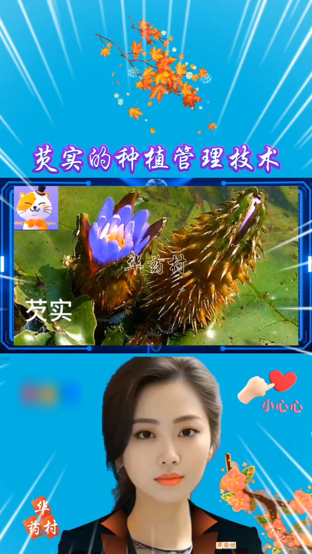 芡实的种植管理技术