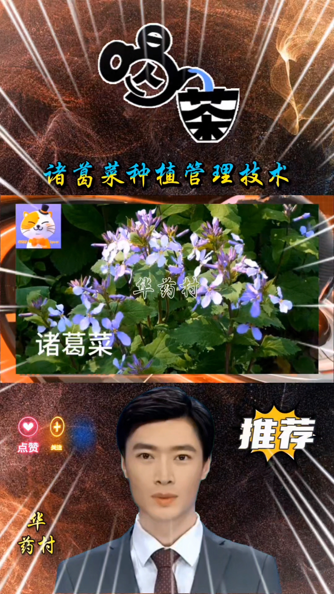 诸葛菜的种植管理技术