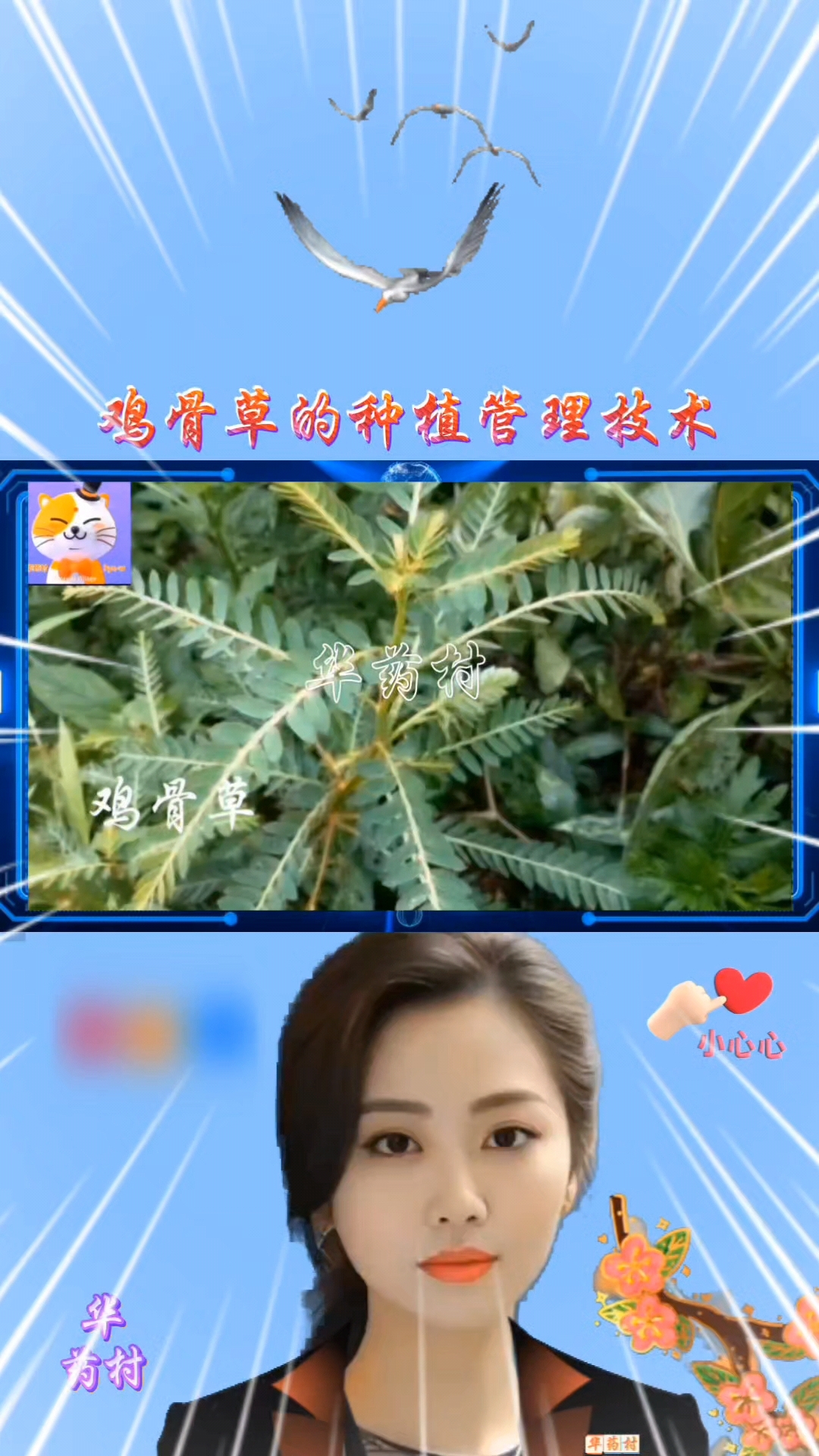 鸡骨草的种植管理技术