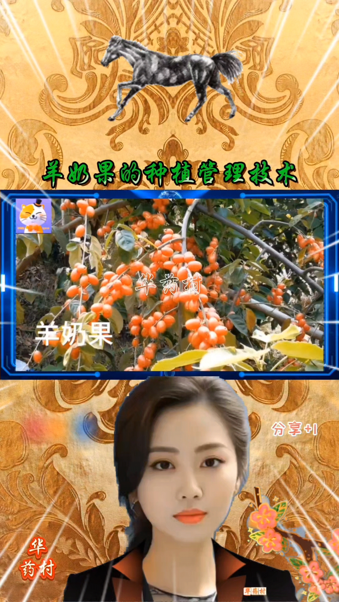 羊奶果的种植管理技术