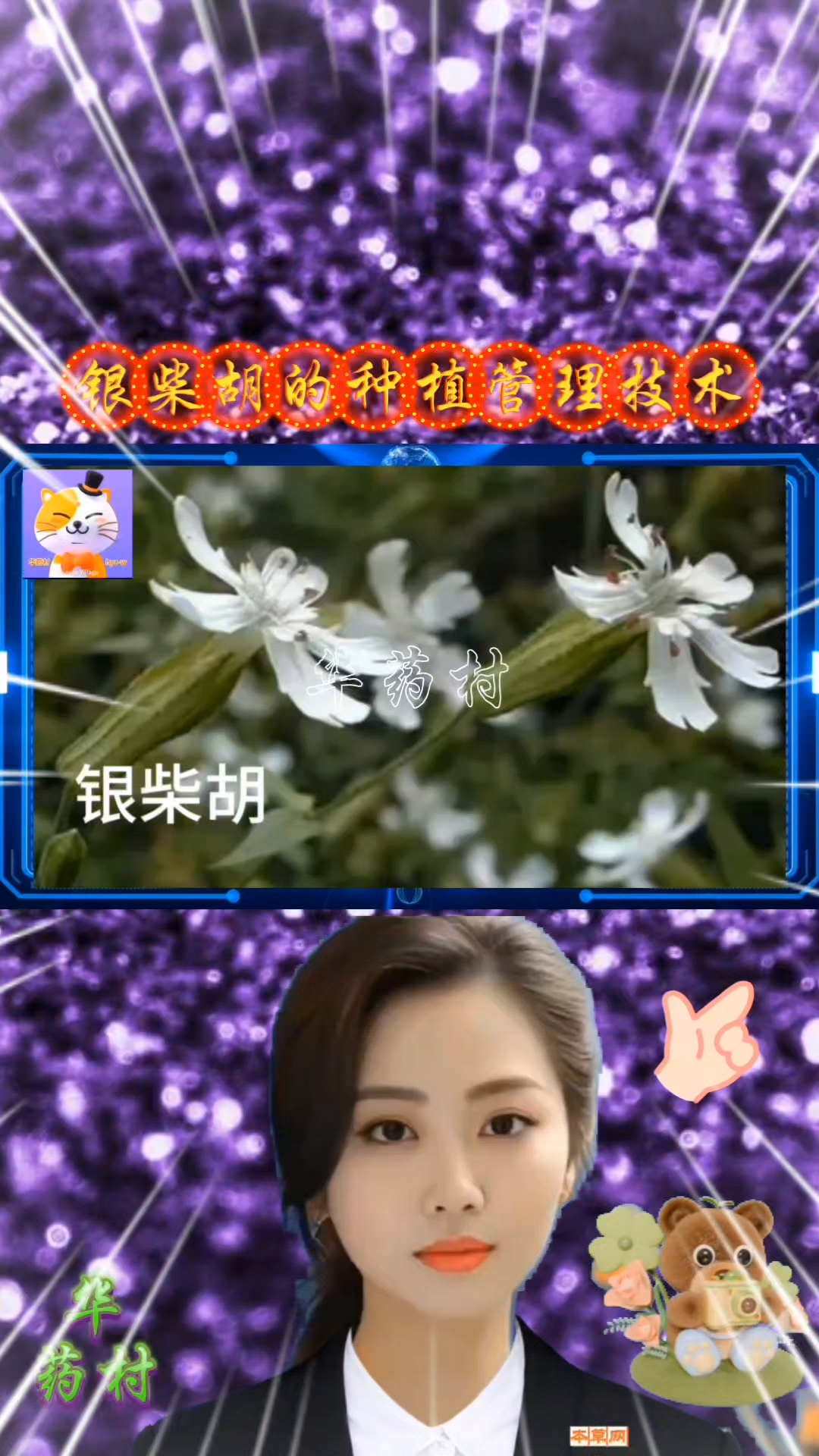 银柴胡的种植管理技术
