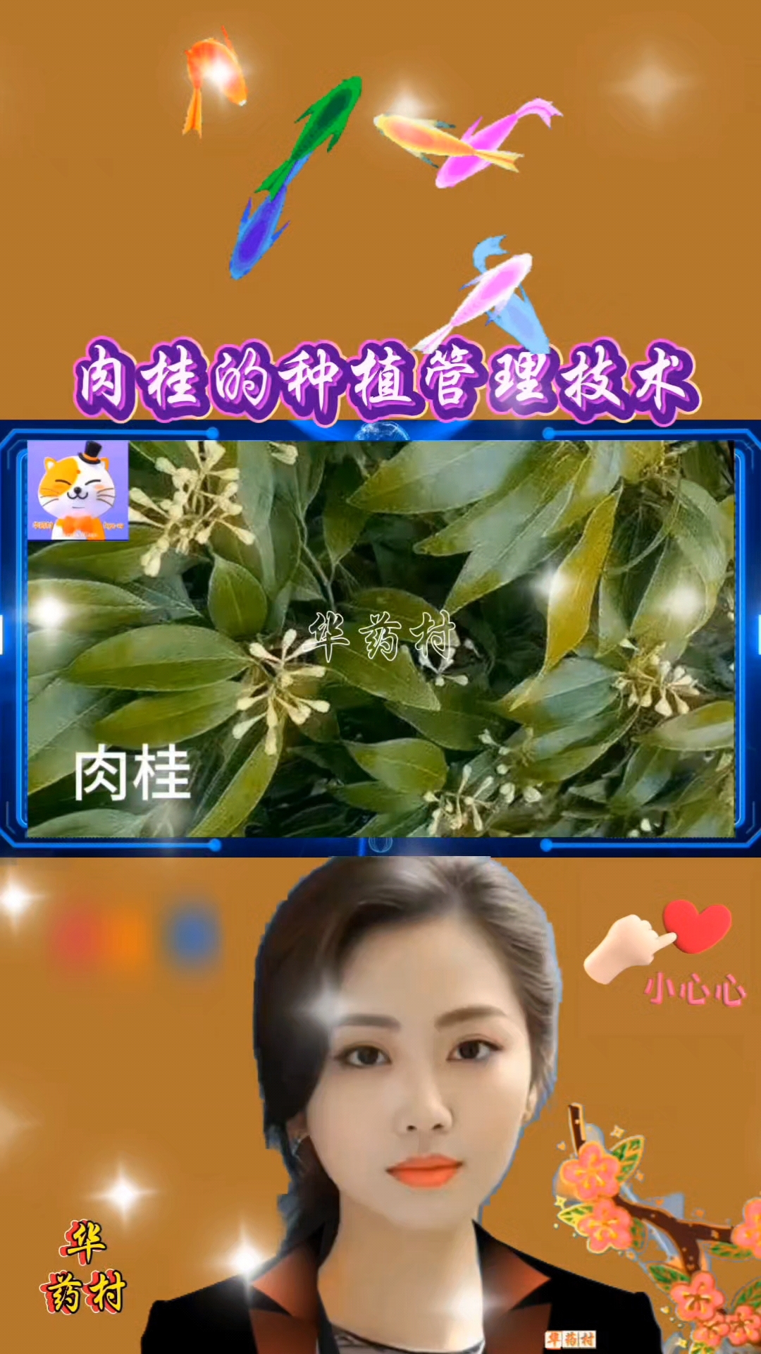 肉桂的种植管理技术