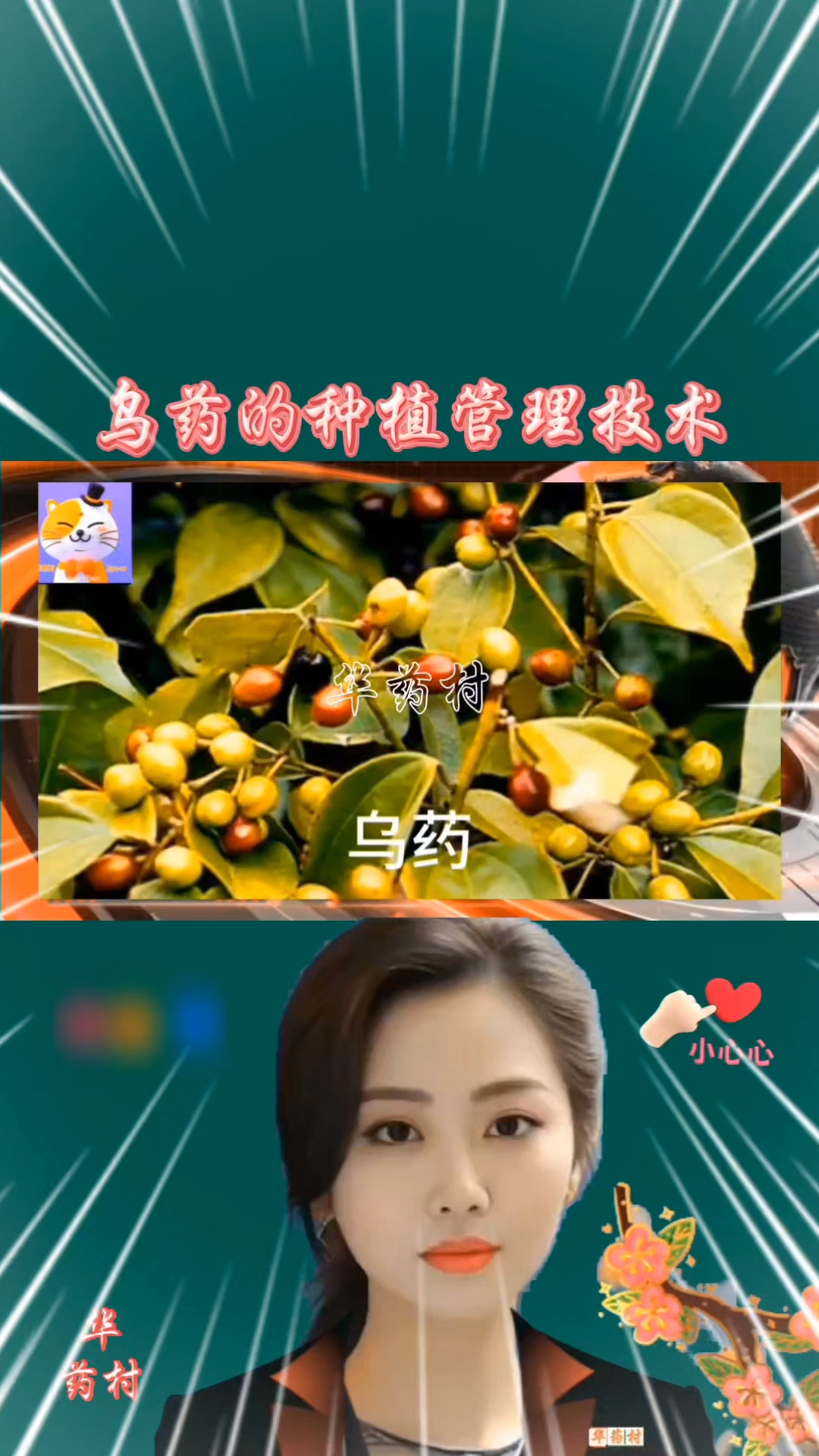 乌药的种植管理技术