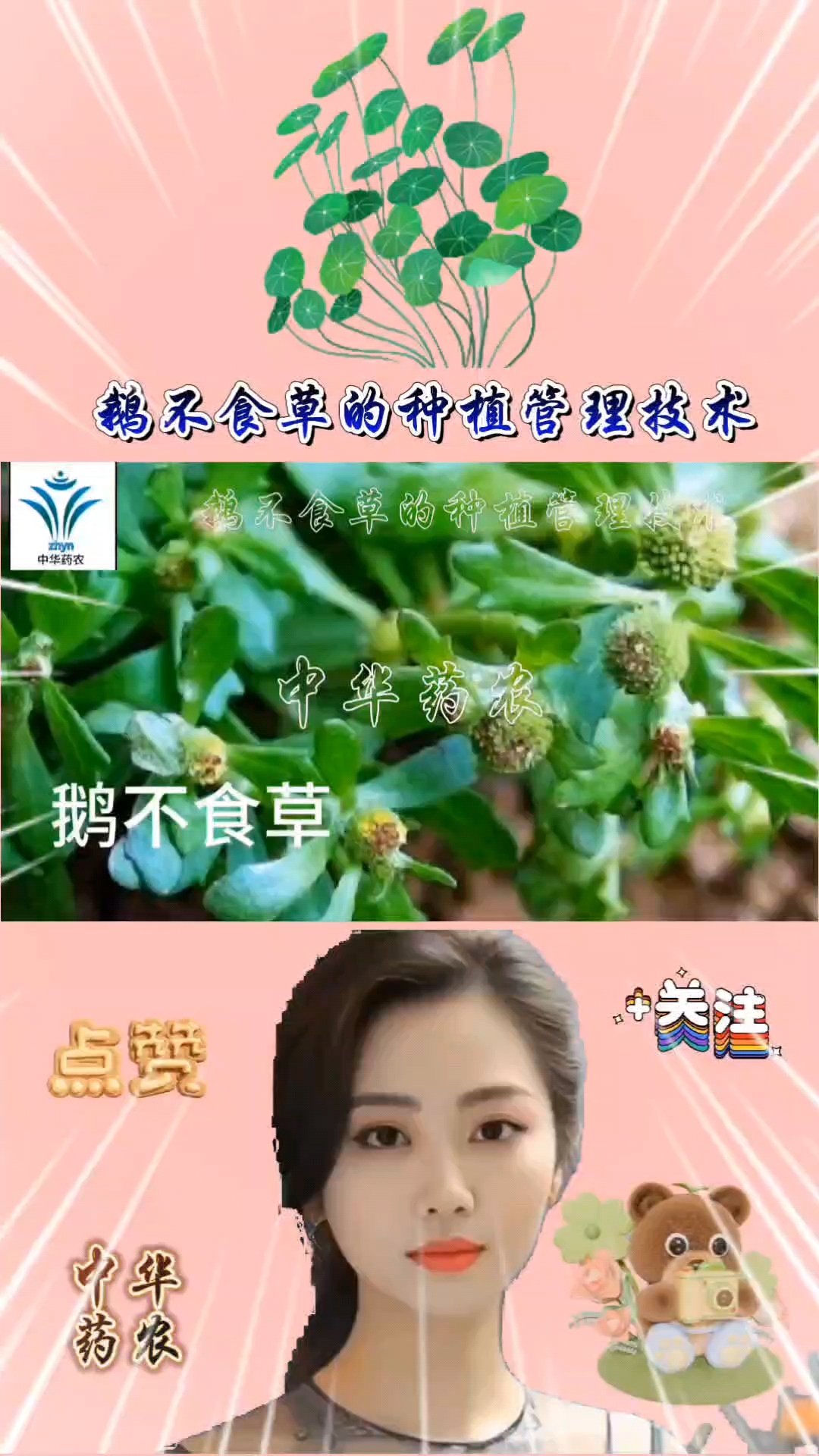 鹅不食草的种植管理技术