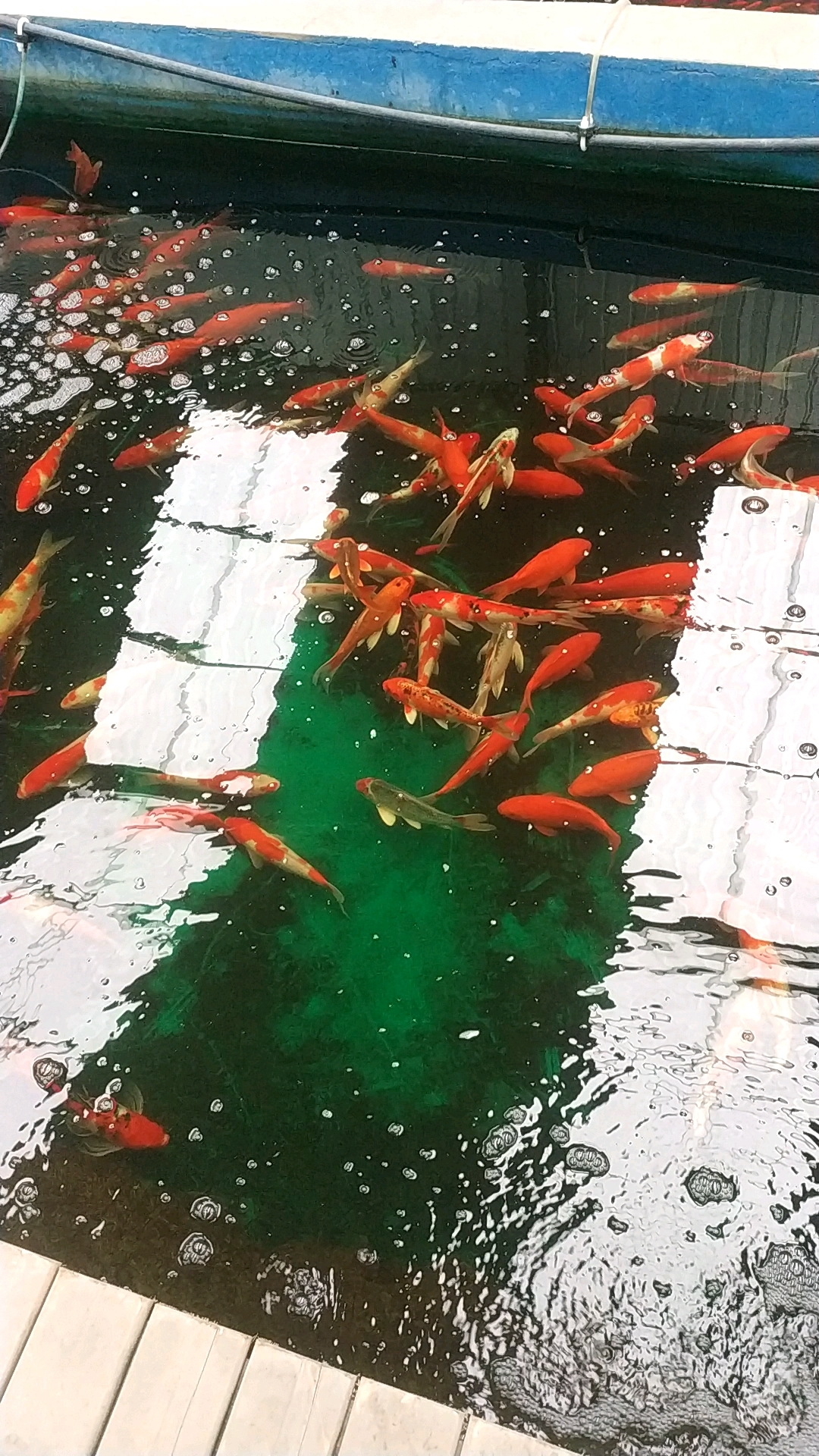 红鲤鱼,见者发财