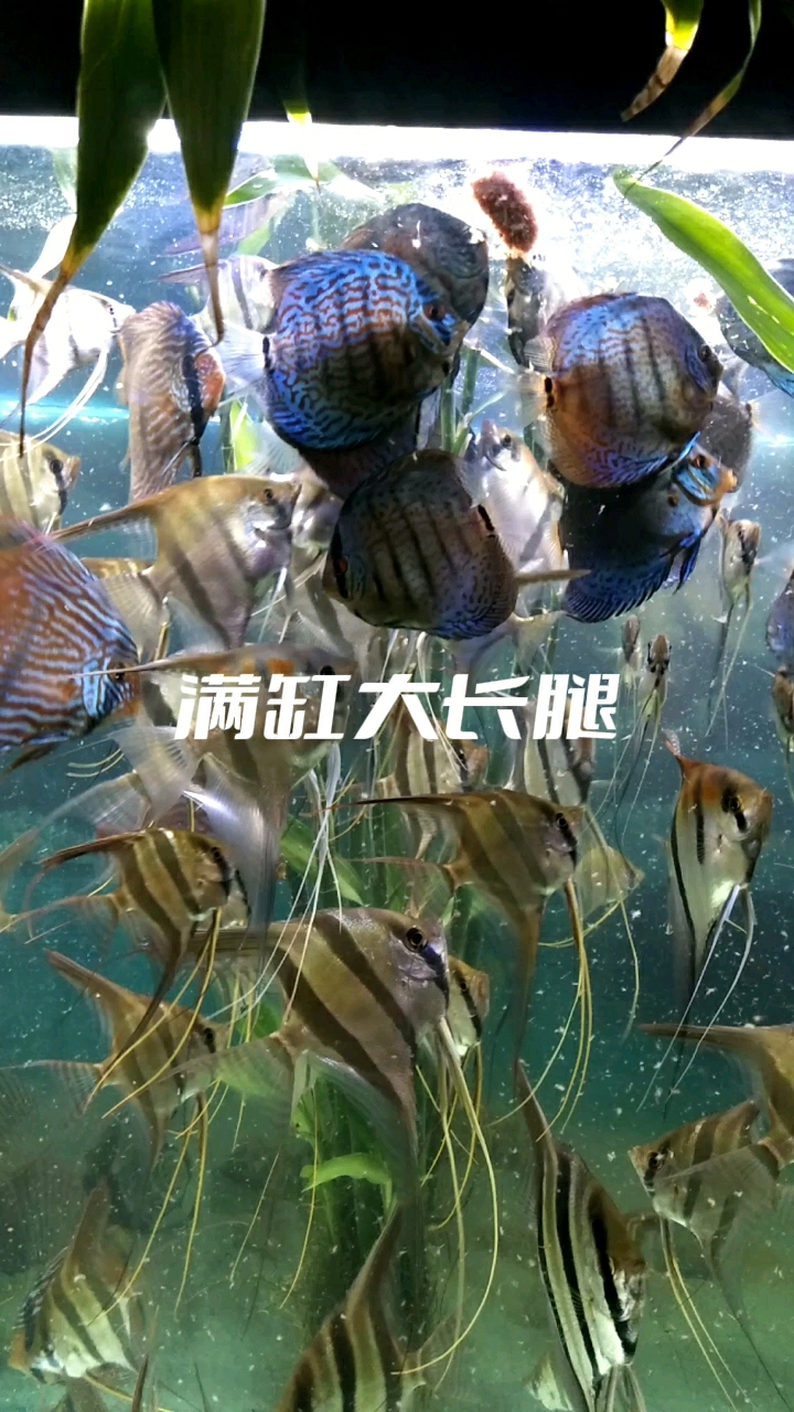 野生埃及七彩抢食