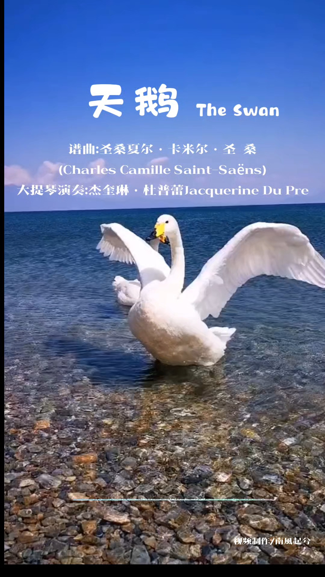 大提琴《天鹅》一首脍炙人口的世界名曲,也是圣桑的代表作品之一
