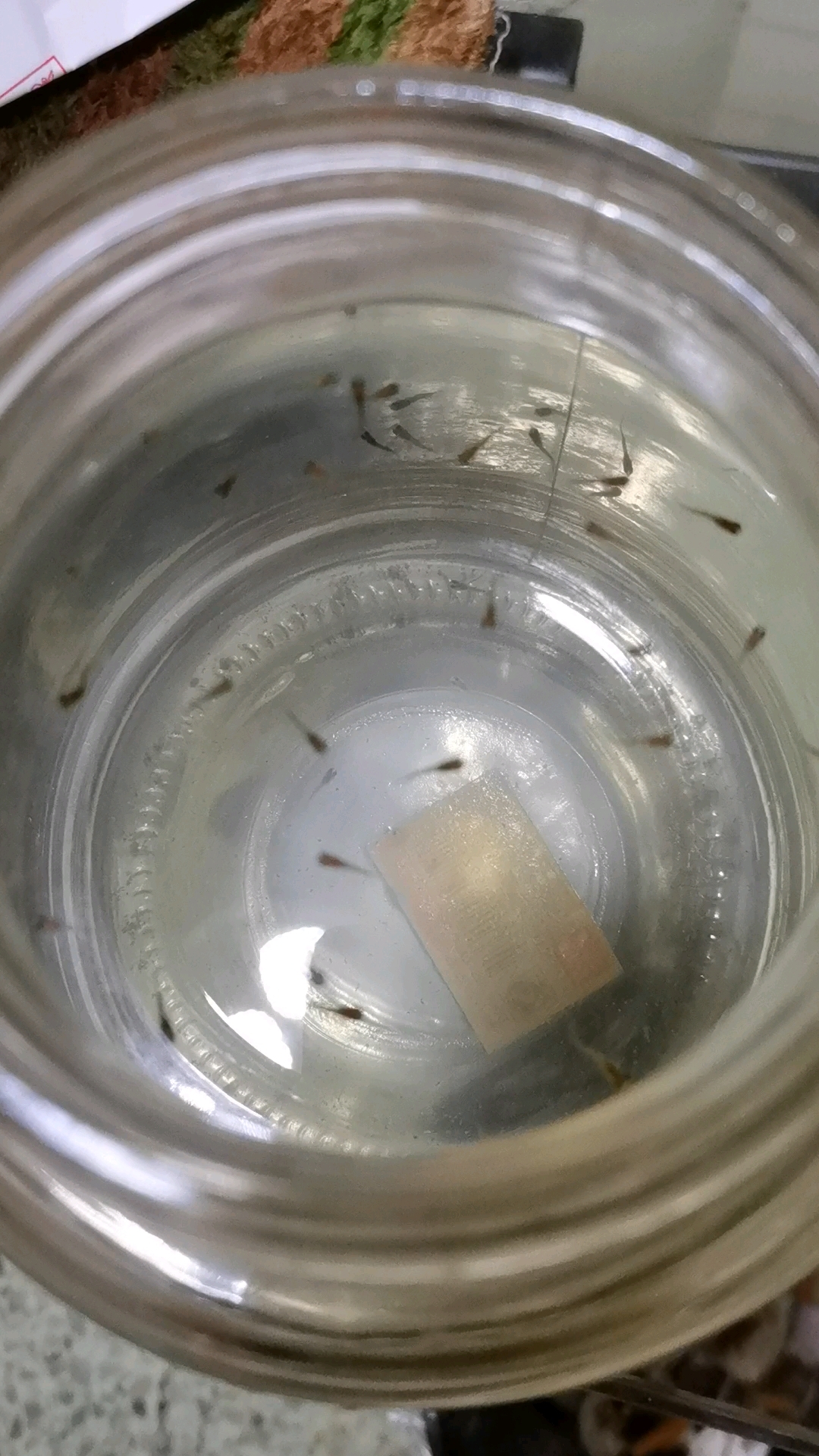 热带鱼生小宝宝了