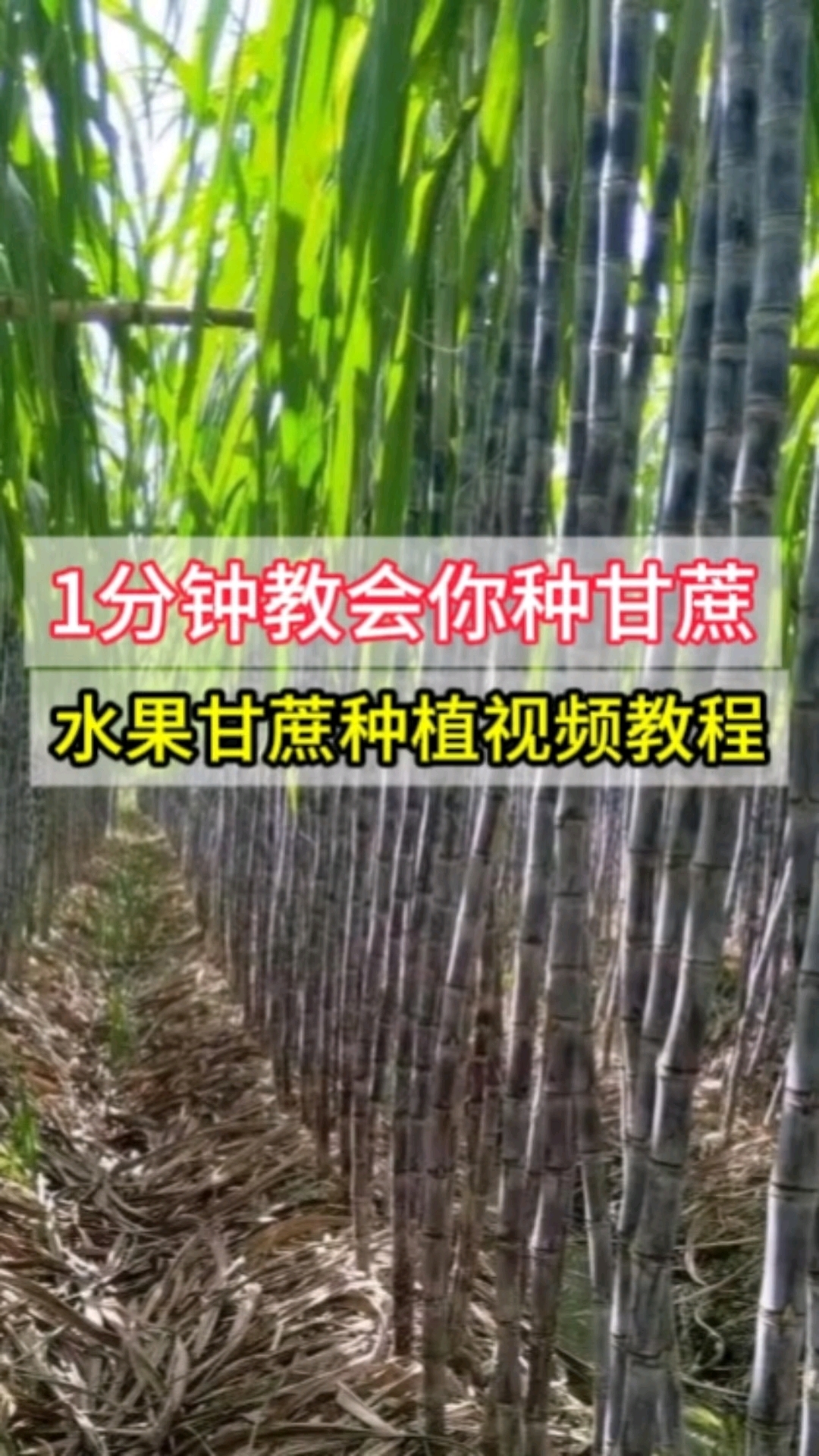 水果甘蔗种植视频教程