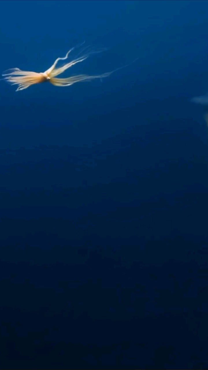 未知生物