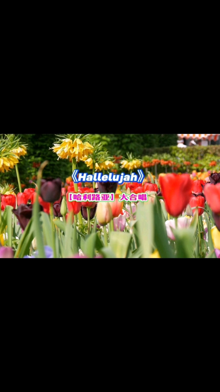 《Hallelujah》哈利路亚大合唱,直击灵魂的宝藏音乐