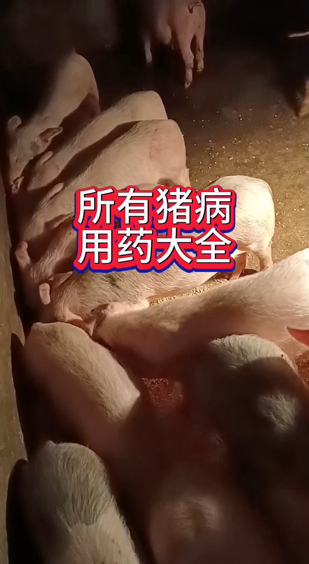 所有猪病用药大全