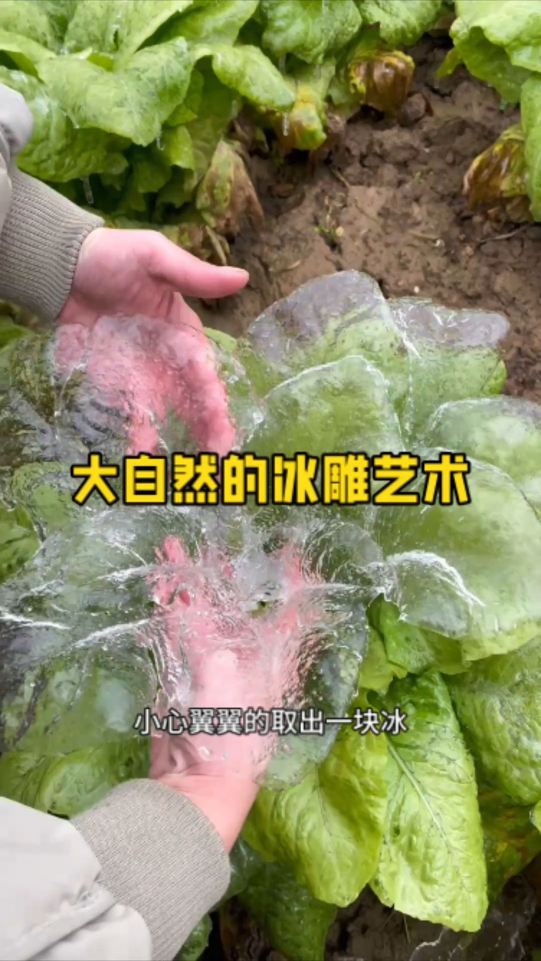 大自然的完美冰雕艺术