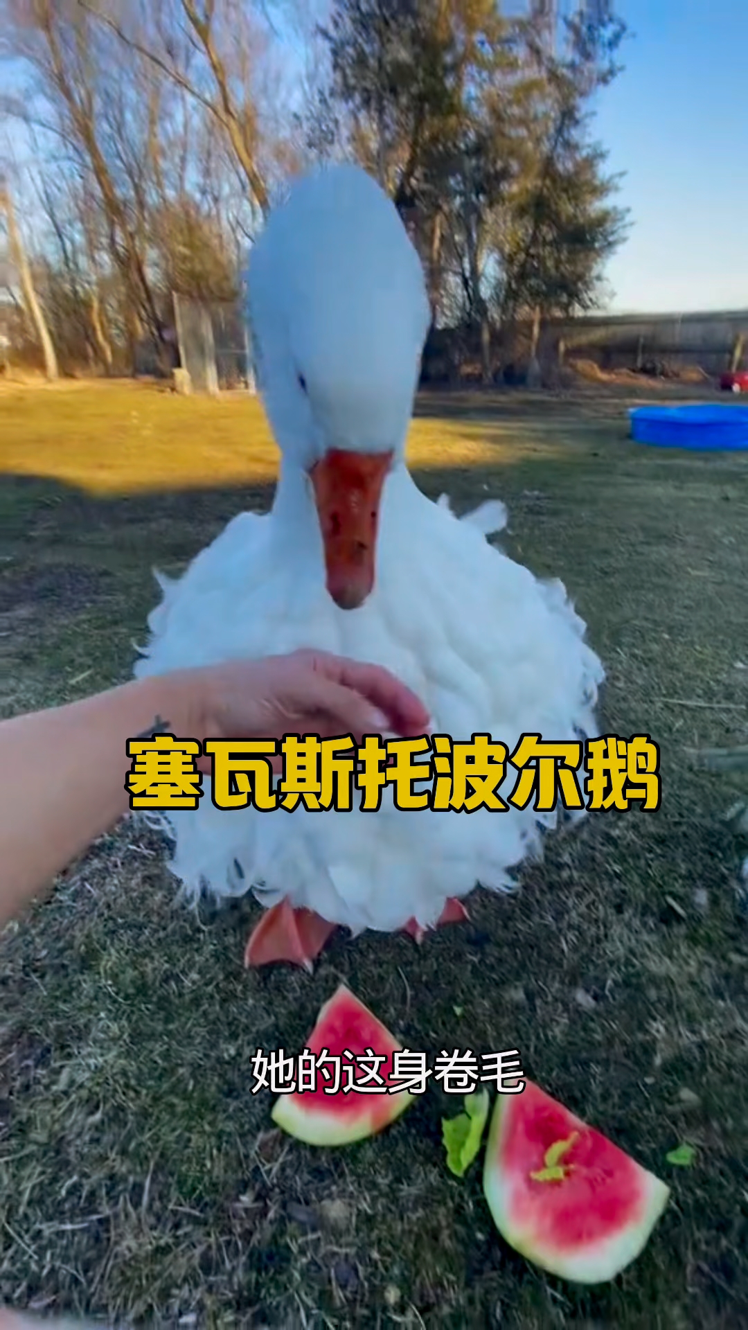 聪明可爱的塞瓦斯托波尔鹅