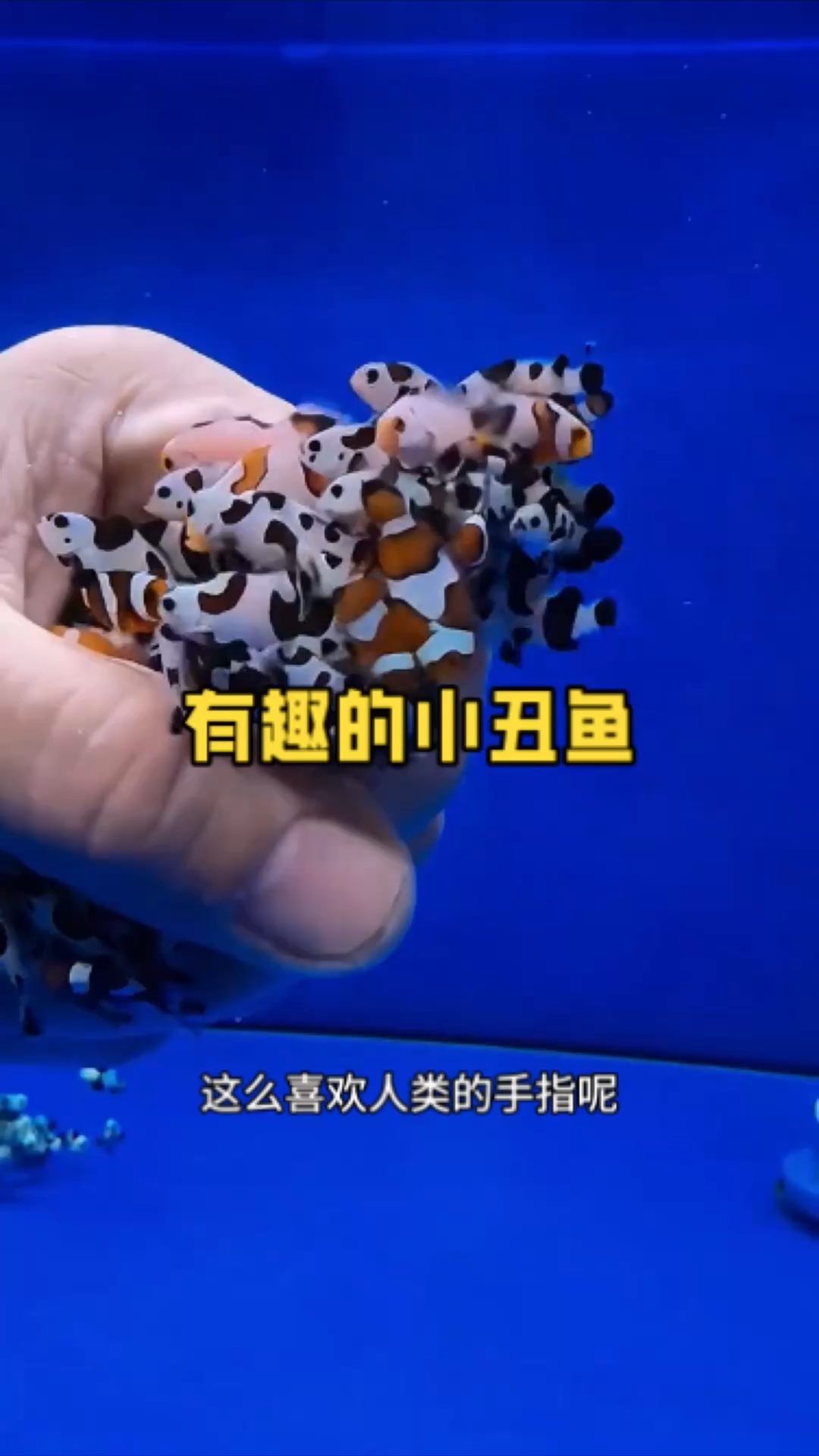 深海里的小丑鱼太有趣了